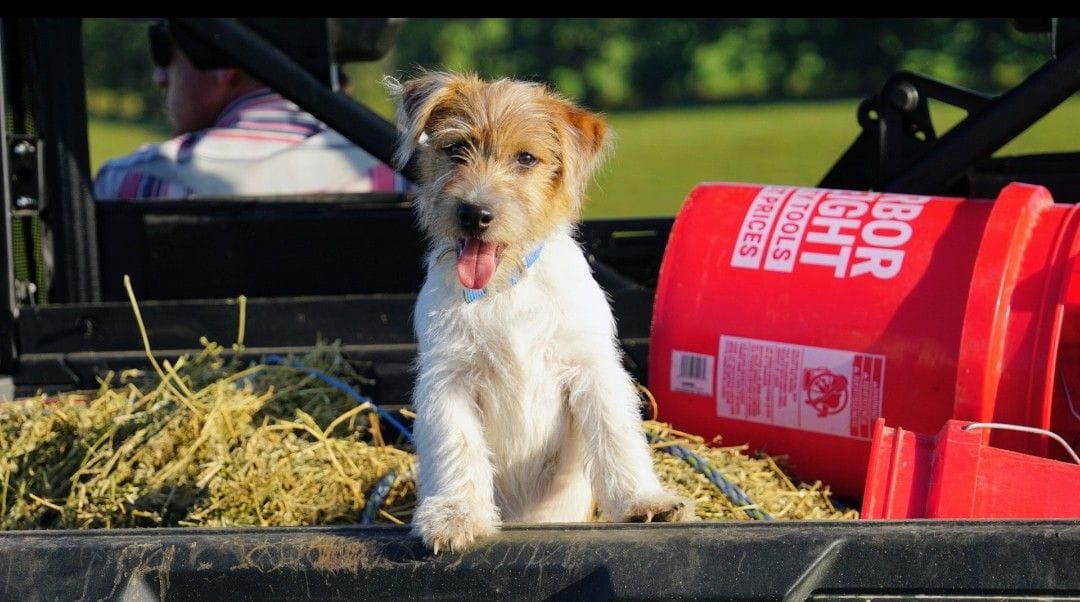 "Rooster", a male Jack Russell Terrier for sale in Koshkonong, MO – Photo 4 of 7