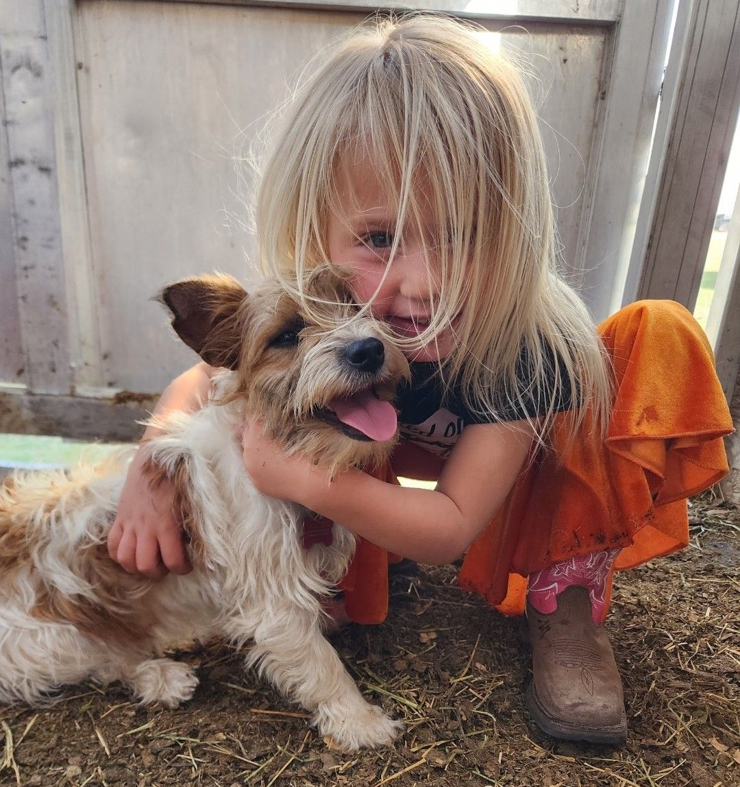 "Rooster", a male Jack Russell Terrier for sale in Koshkonong, MO – Photo 7 of 7