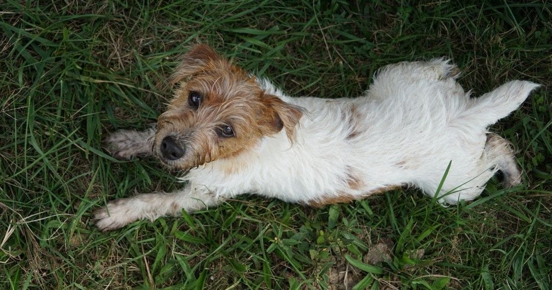 "Rooster", a male Jack Russell Terrier for sale in Koshkonong, MO – Photo 5 of 7