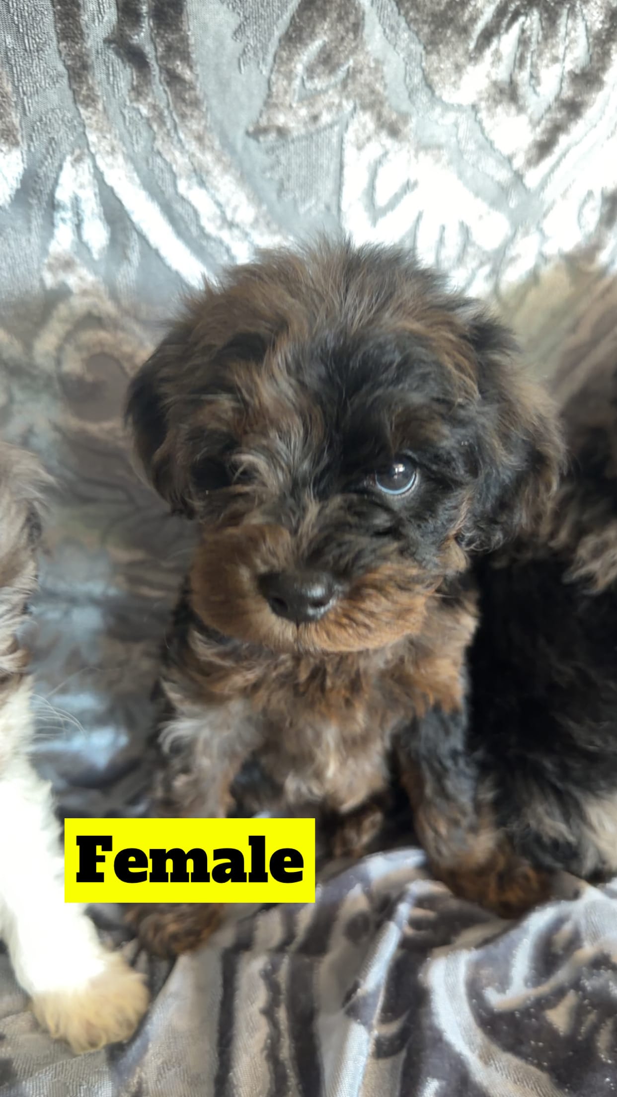 Aussie3 – Miniature Aussiedoodle puppy for sale in Madison Heights, VA