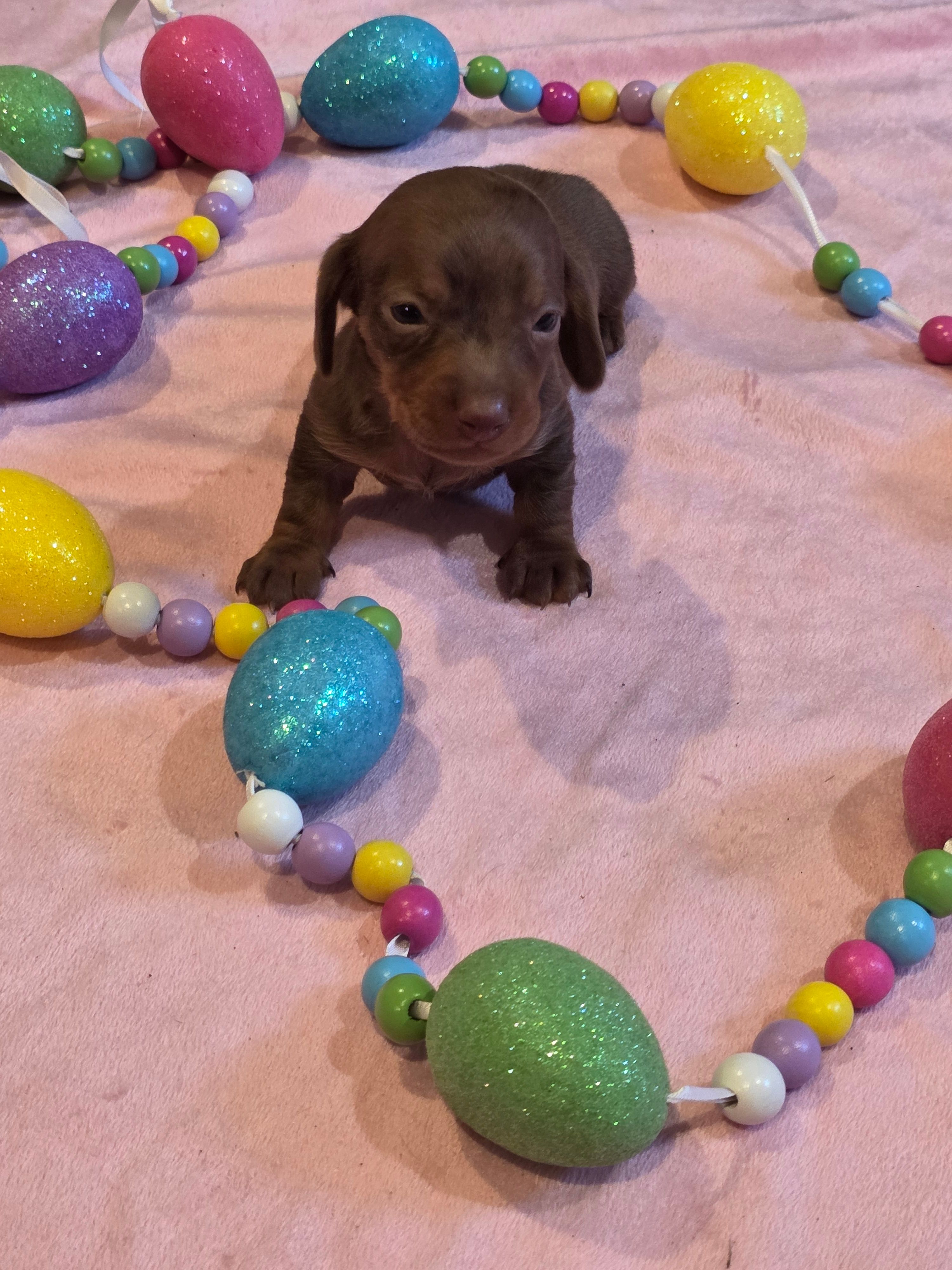 Grey Girl – Miniature Dachshund puppy for sale in Canterbury, CT