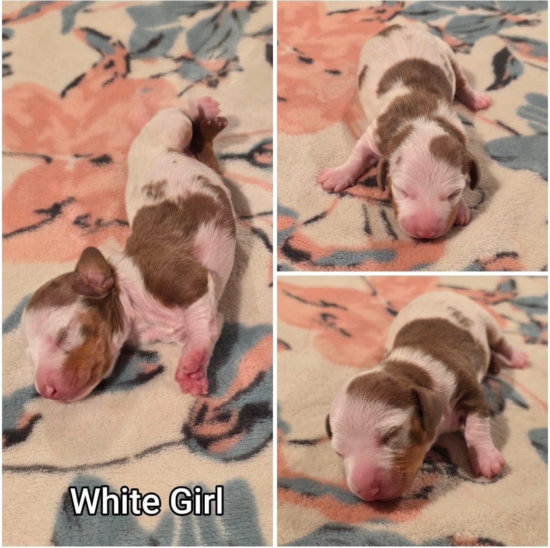 White Girl – Miniature Dachshund puppy for sale in Canterbury, CT