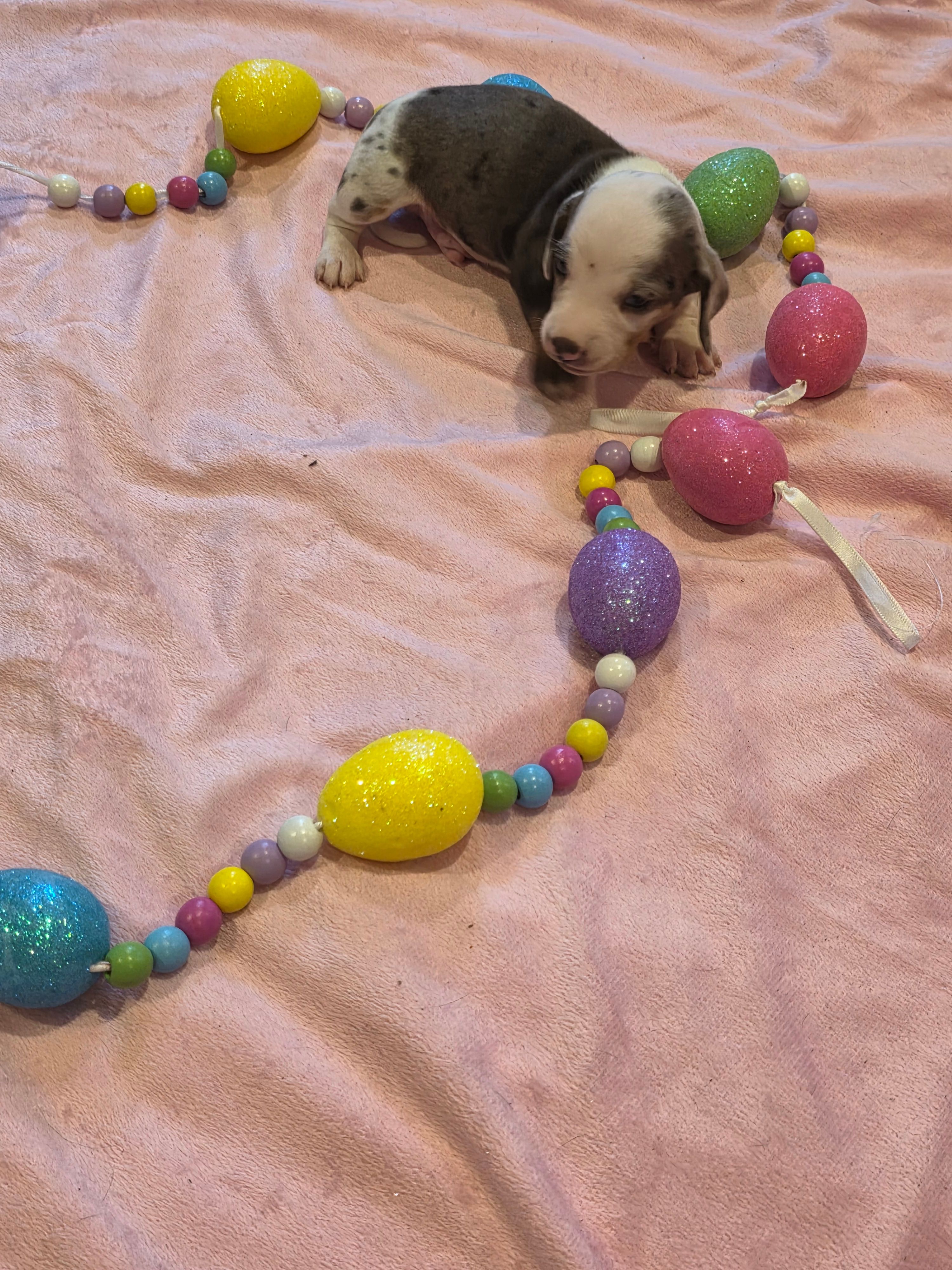 Black Boy – Miniature Dachshund puppy for sale in Canterbury, CT