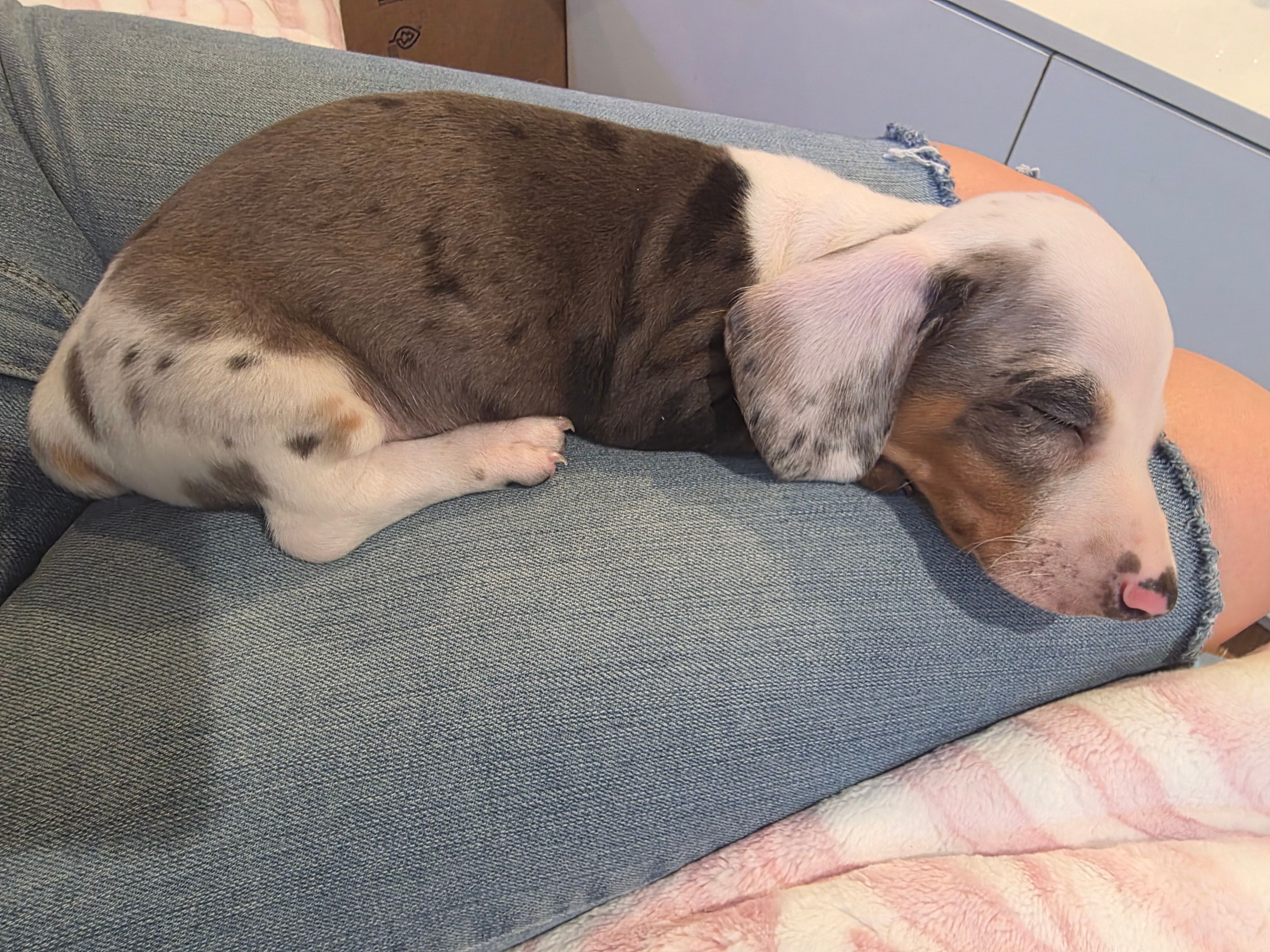 Black Boy – Miniature Dachshund puppy for sale in Canterbury, CT