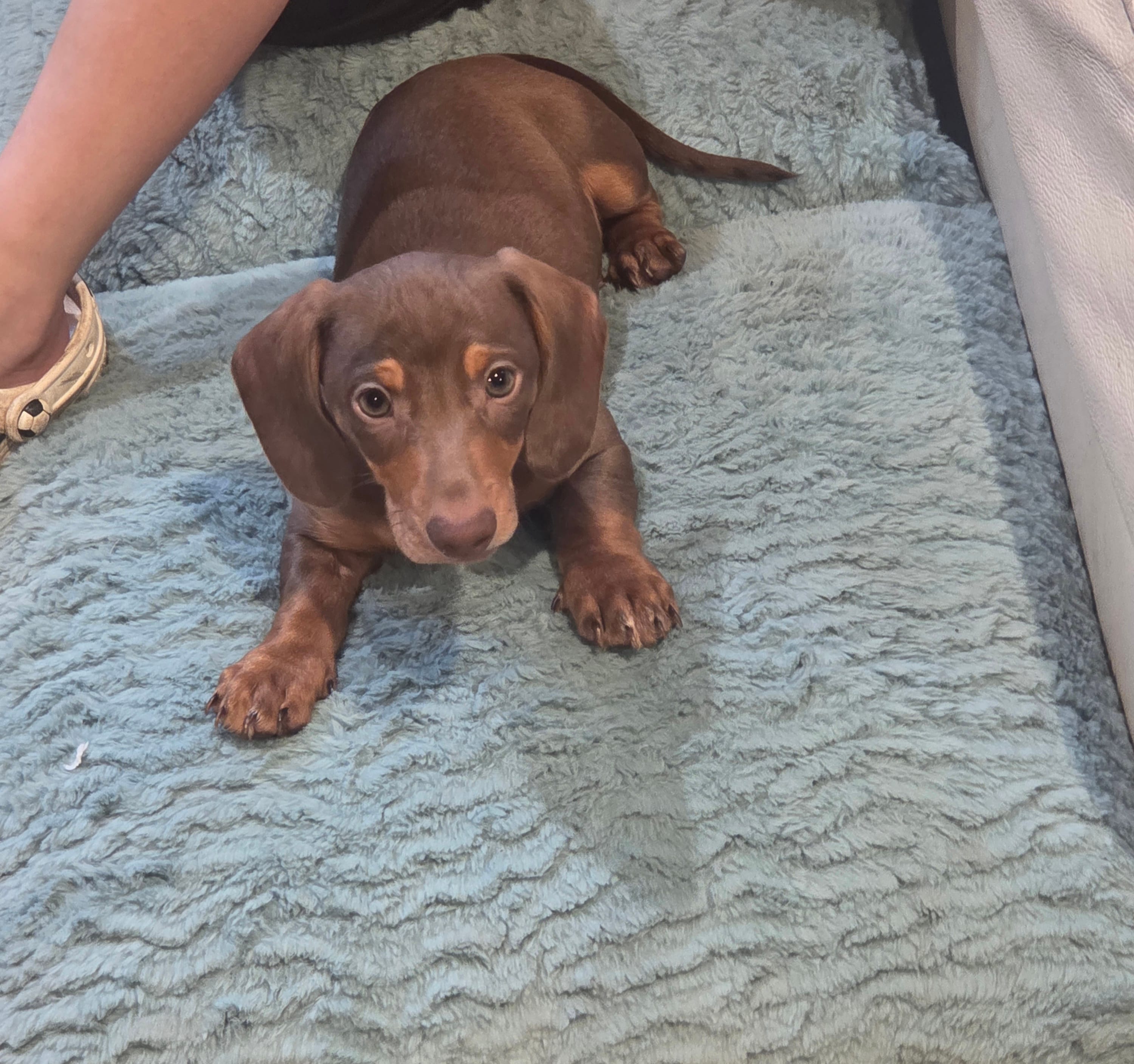 Blue Boy – Miniature Dachshund puppy for sale in Canterbury, CT