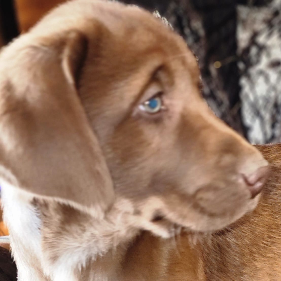 Timmy  – Labrador Retriever puppy for sale in Tazewell, VA
