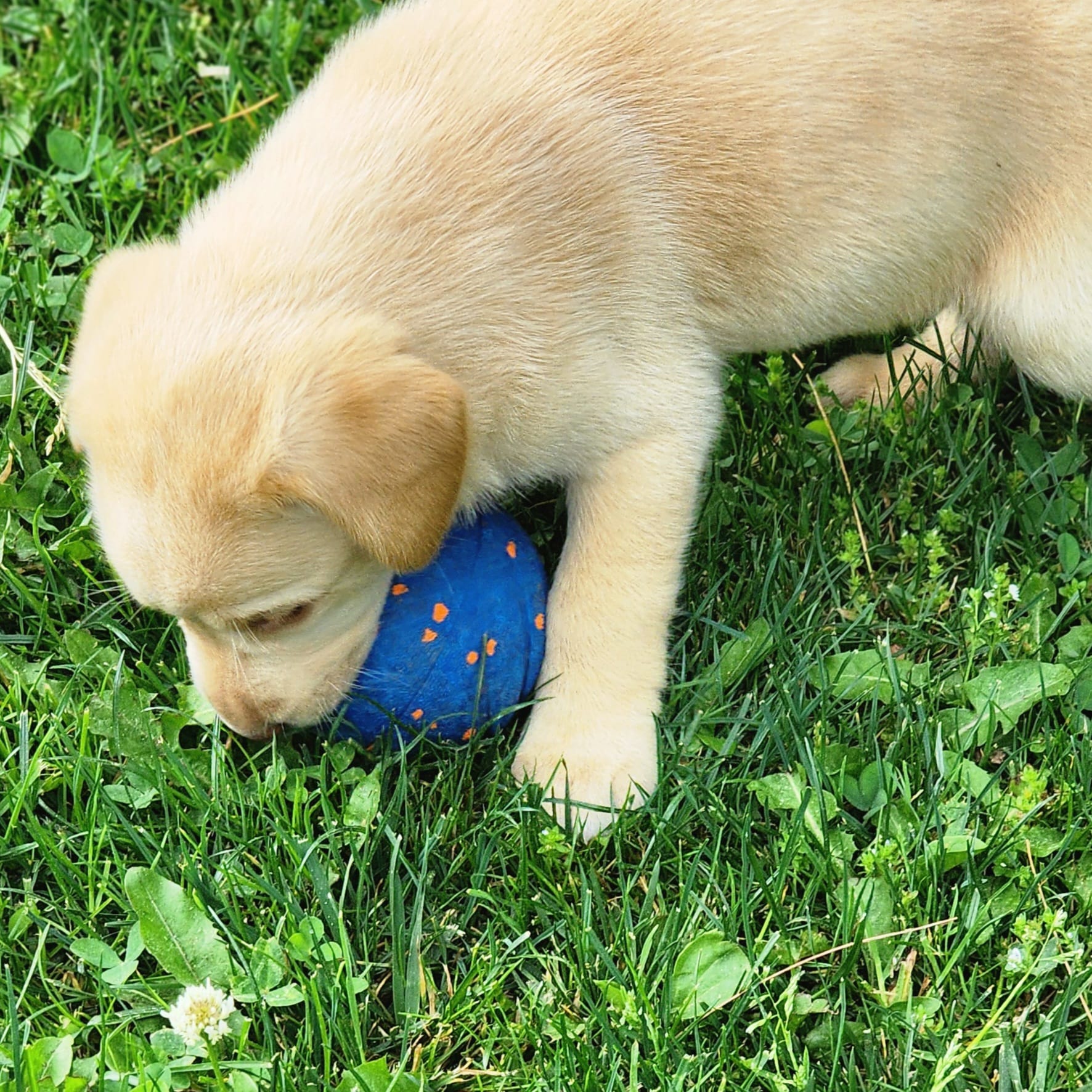 Colt – Labrador Retriever puppy for sale in Tazewell, VA