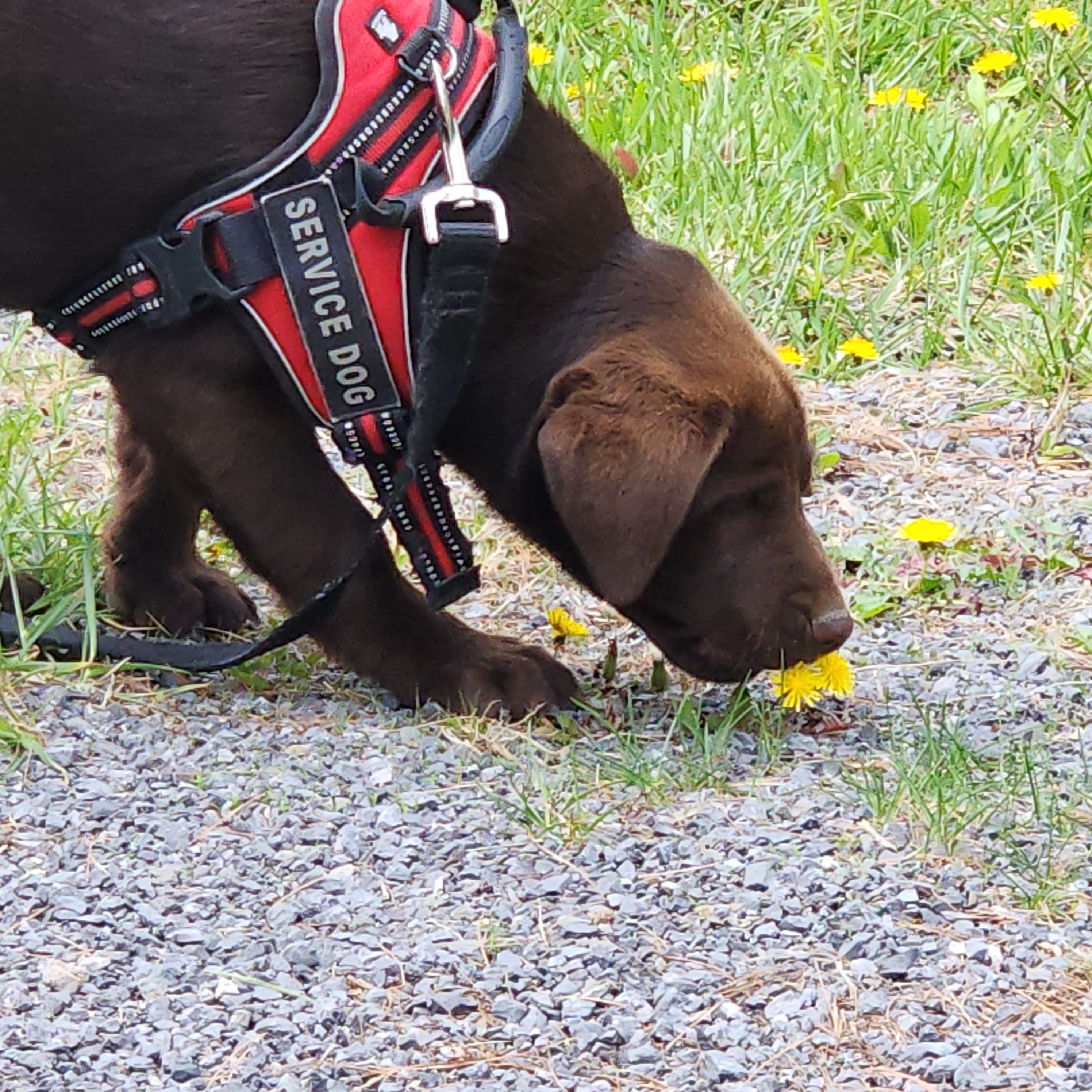 River – Labrador Retriever puppy for sale in Tazewell, VA