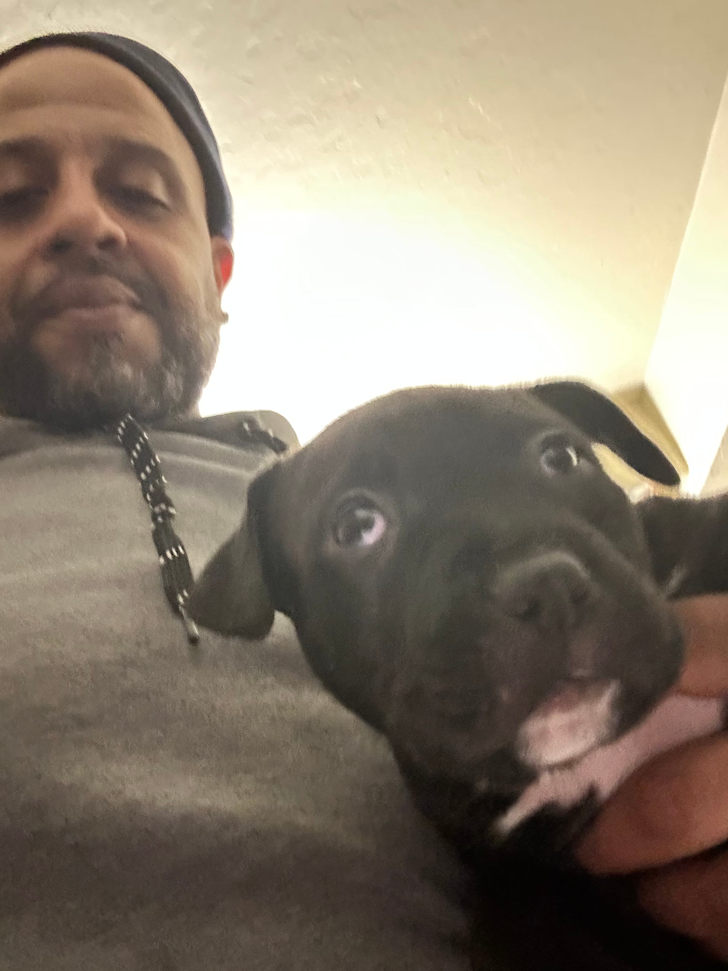 Zoey – American Pit Bull Terrier puppy for sale in Harlem, NY