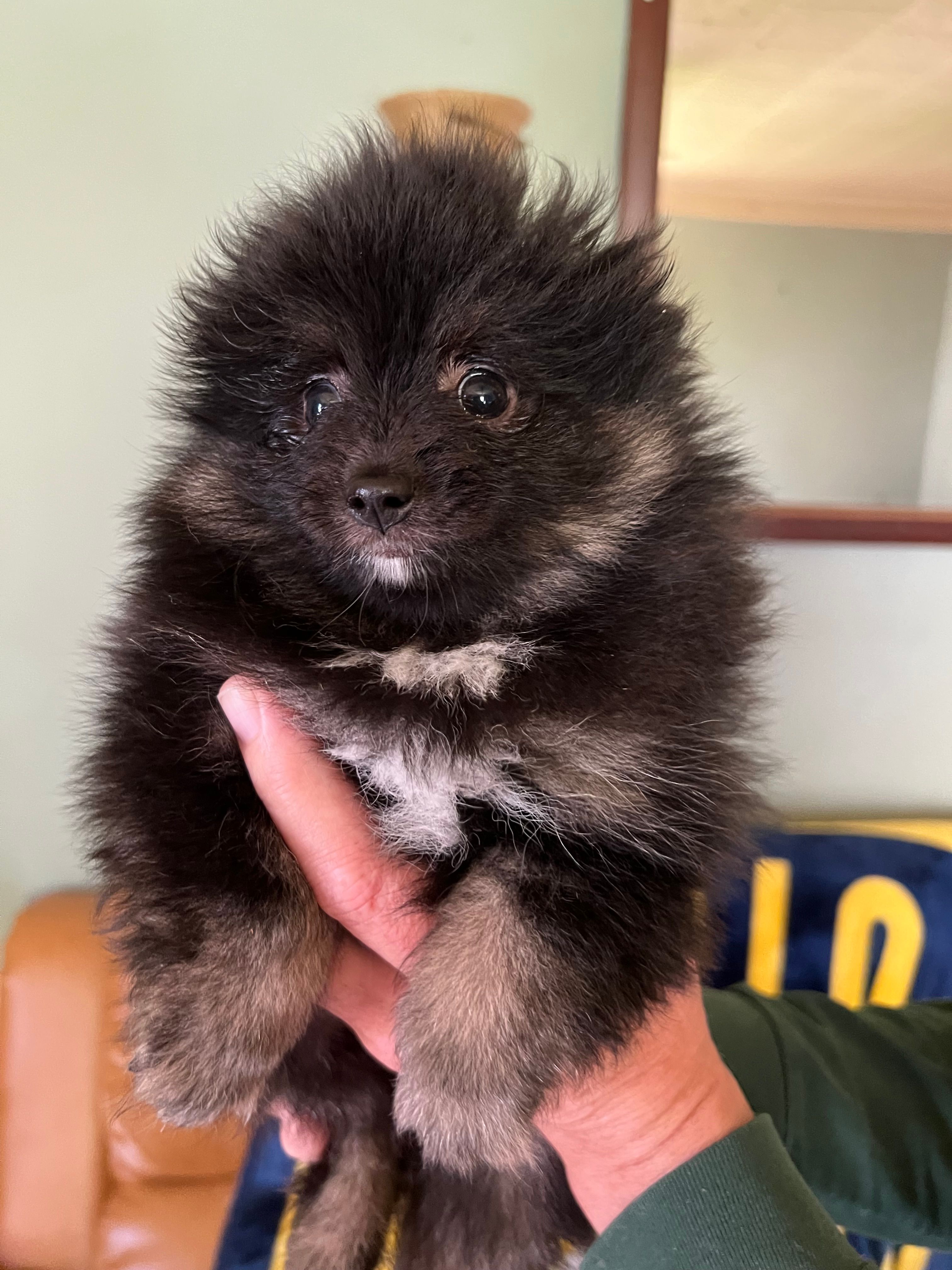 Akc female – Pomeranian puppy for sale in Ithaca, MI