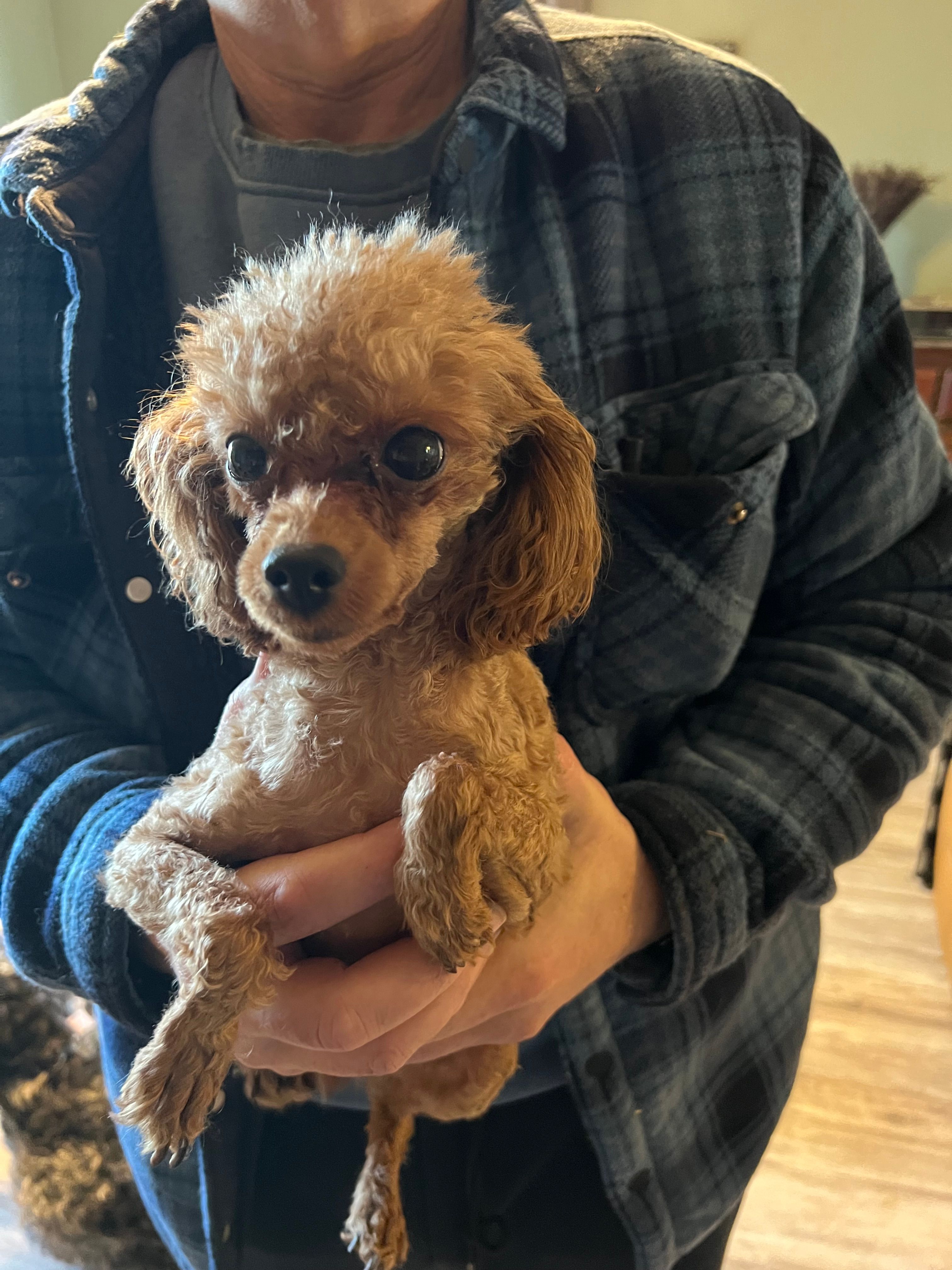 Reba – Poodle - Toy  puppy for sale in Ithaca, MI