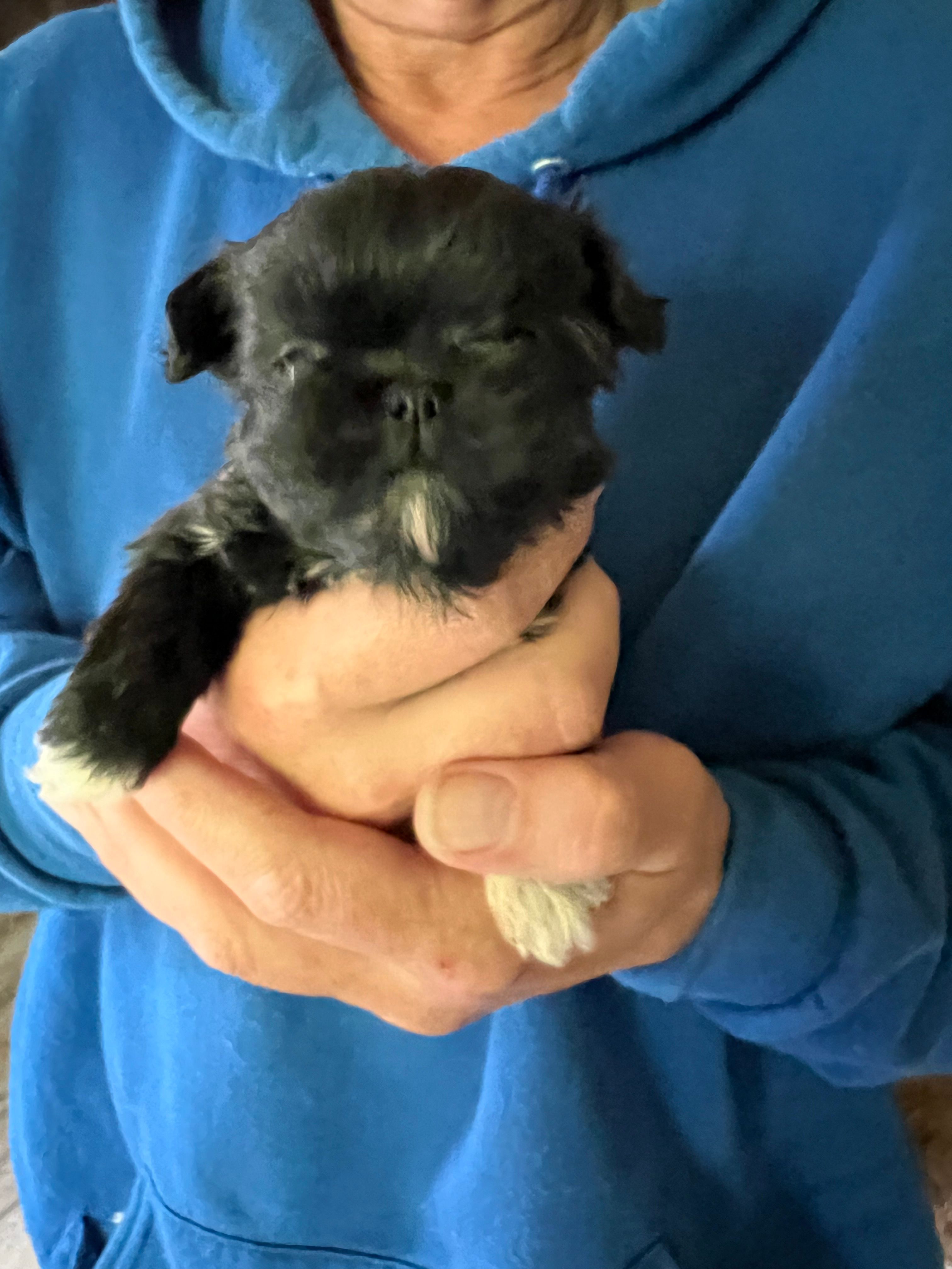 Female ShihTzu  – Shih Tzu puppy for sale in Ithaca, MI