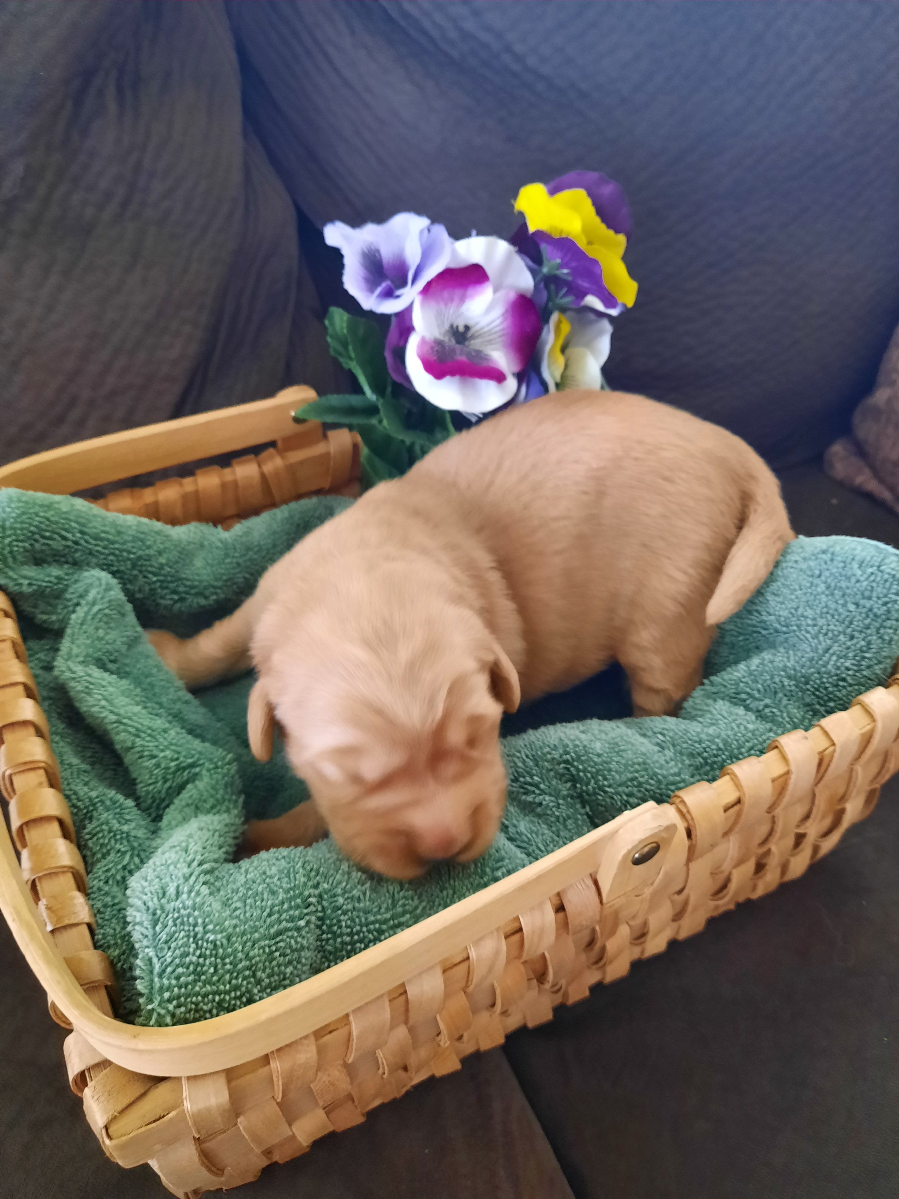Nellie – Golden Retriever puppy for sale in Colorado Springs, CO