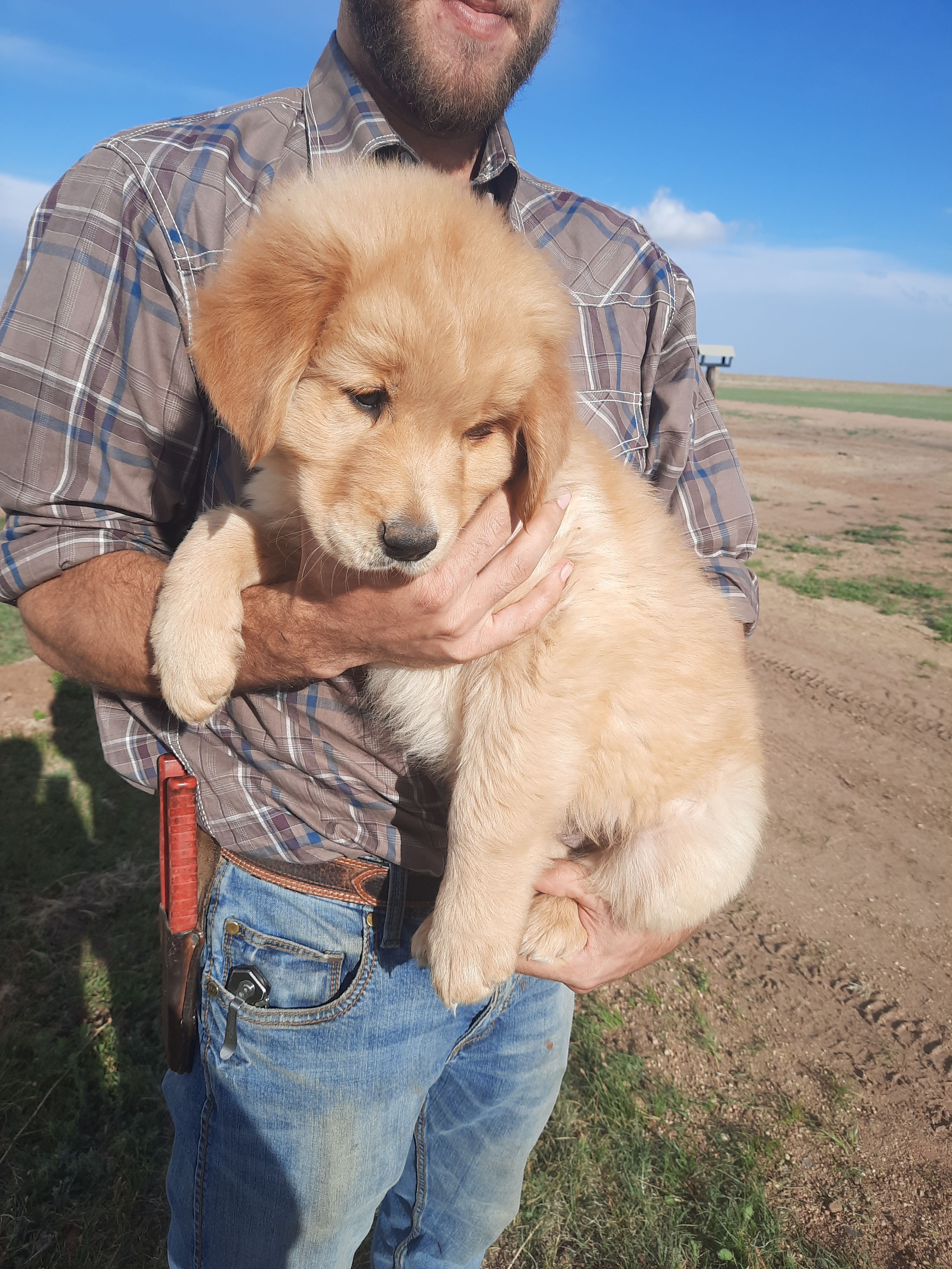 Lars – Golden Retriever puppy for sale in Colorado Springs, CO