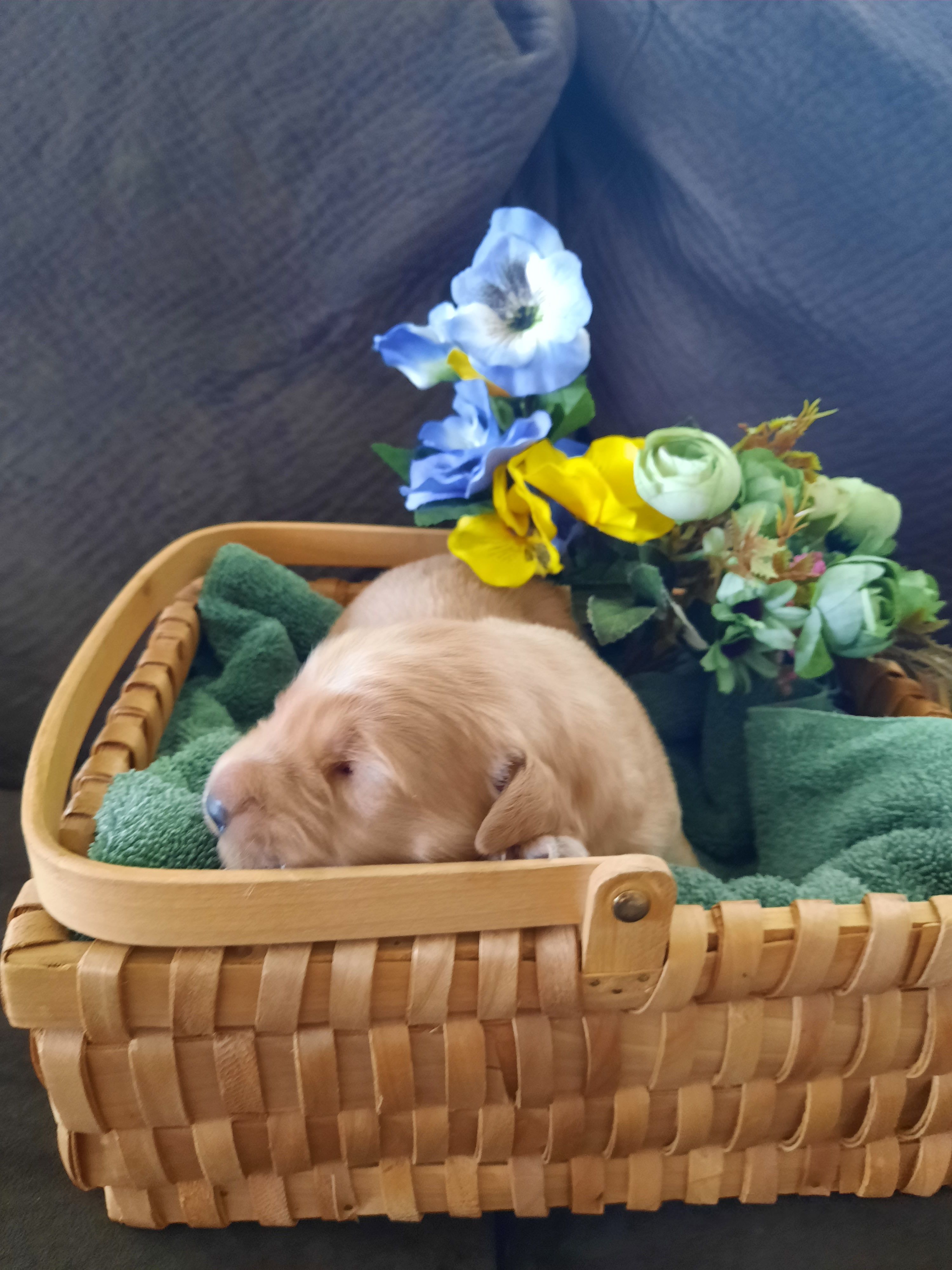 Lars – Golden Retriever puppy for sale in Colorado Springs, CO