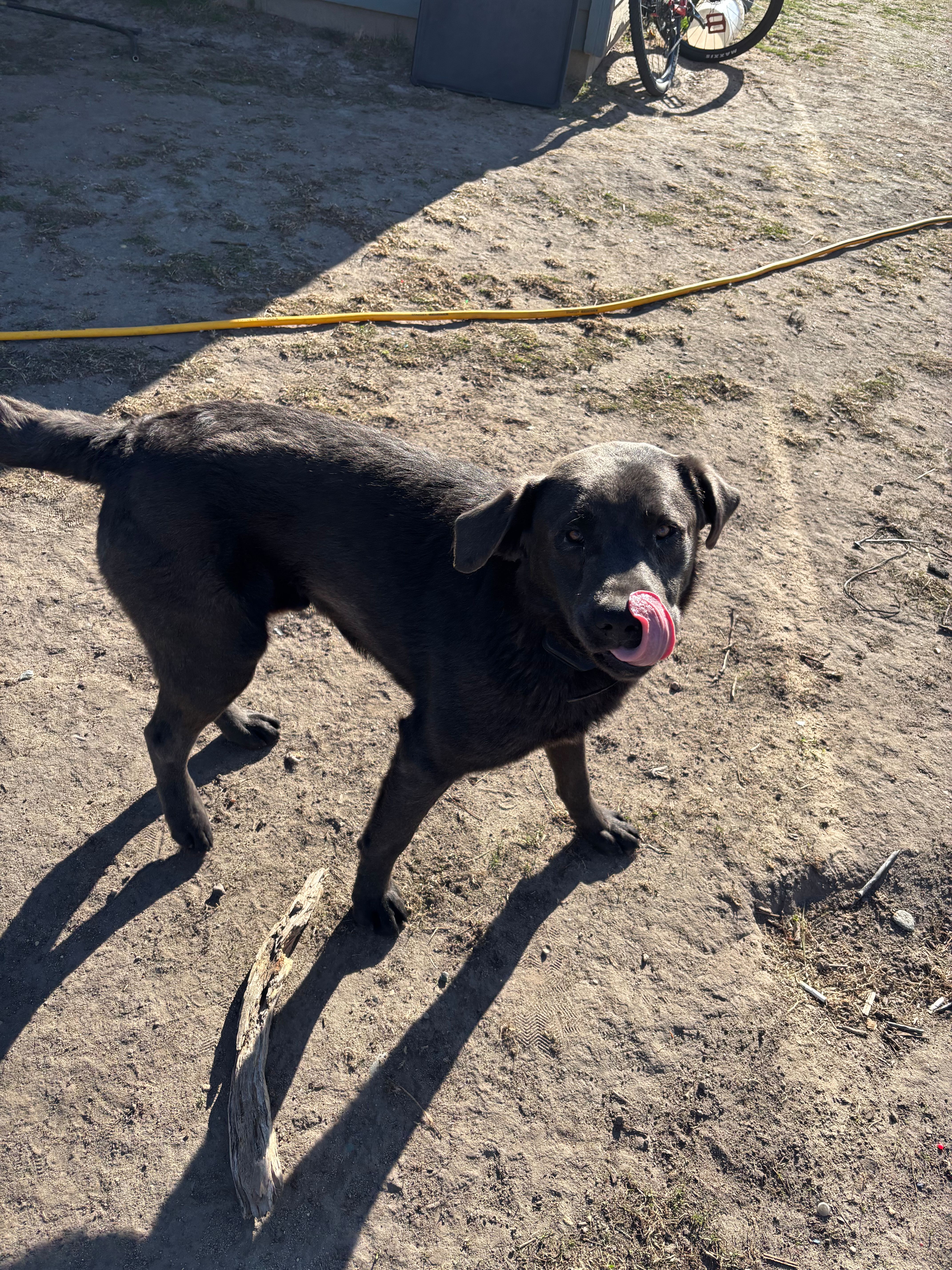 Smoky – Labrador Retriever puppy for sale in Menahga, MN