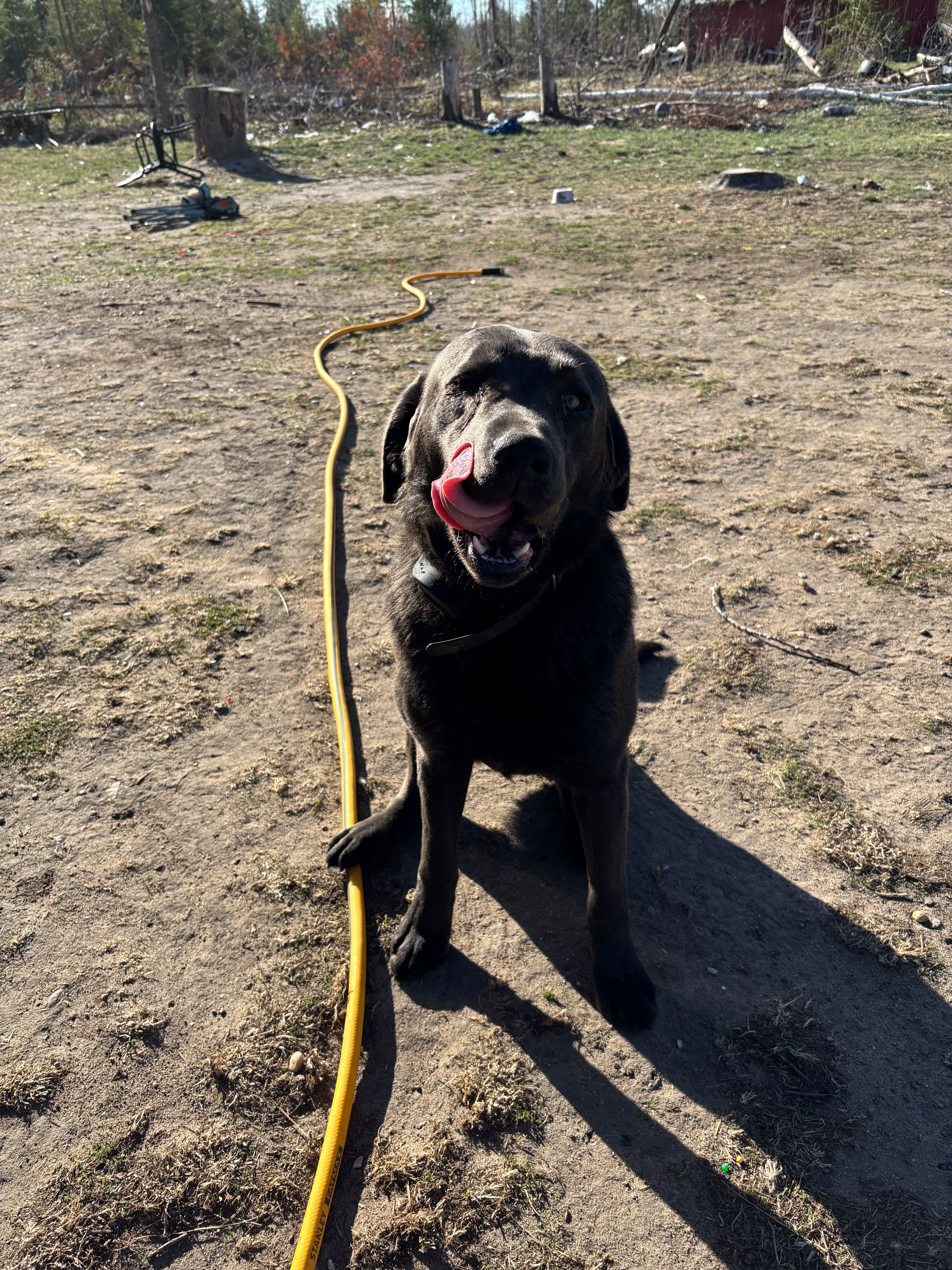 Smoky, a male Labrador Retriever for sale in Menahga, MN – Photo 2 of 2
