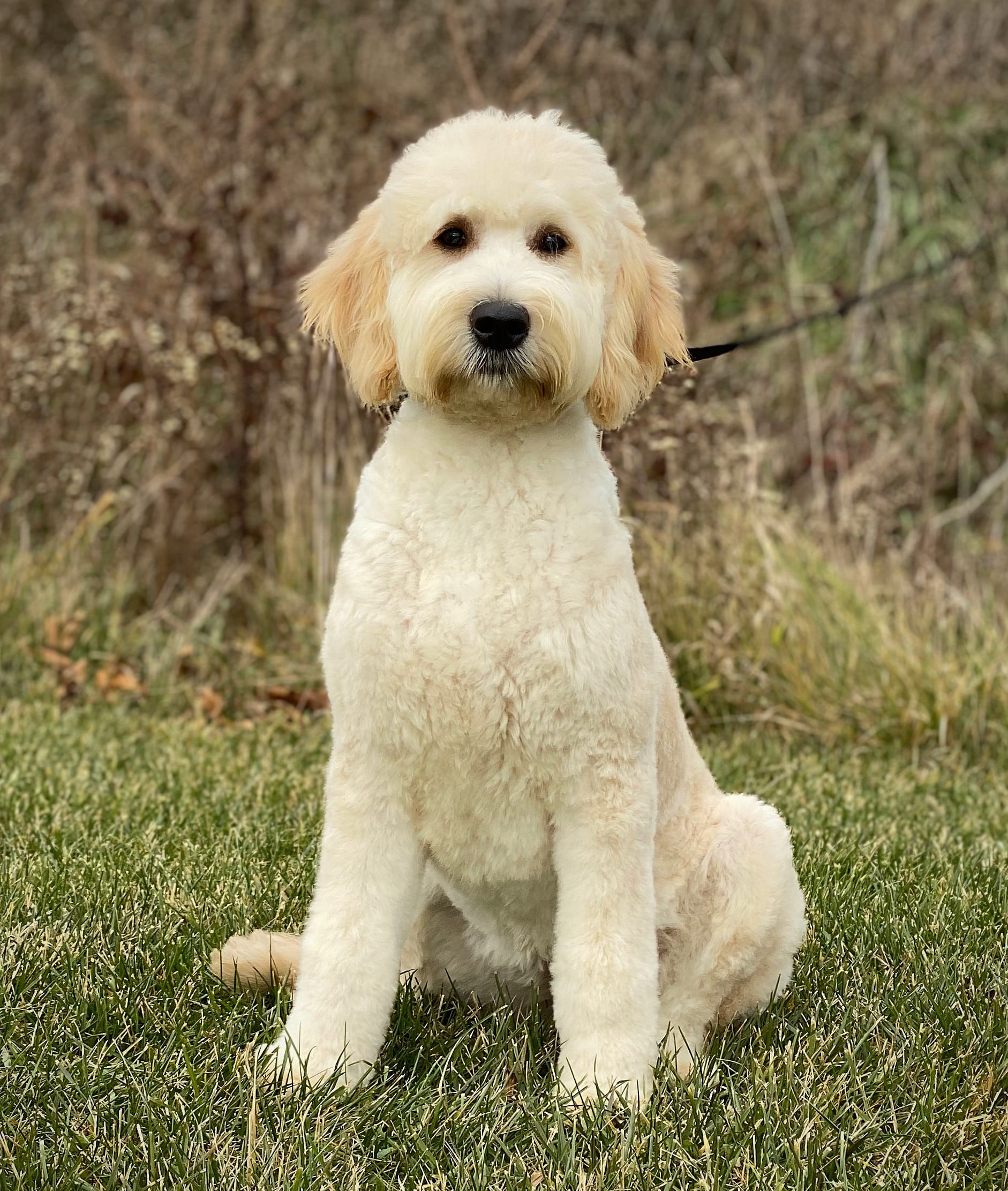 Toola – English Goldendoodle puppy for sale in Milford, IN