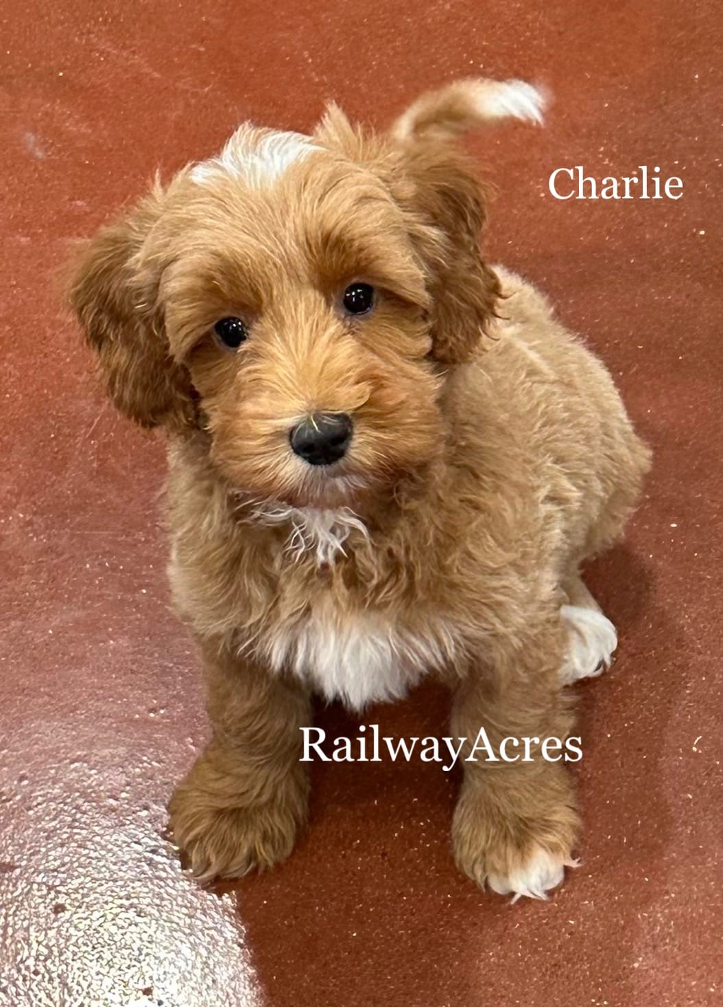Charlie – Miniature Goldendoodle puppy for sale in Milford, IN