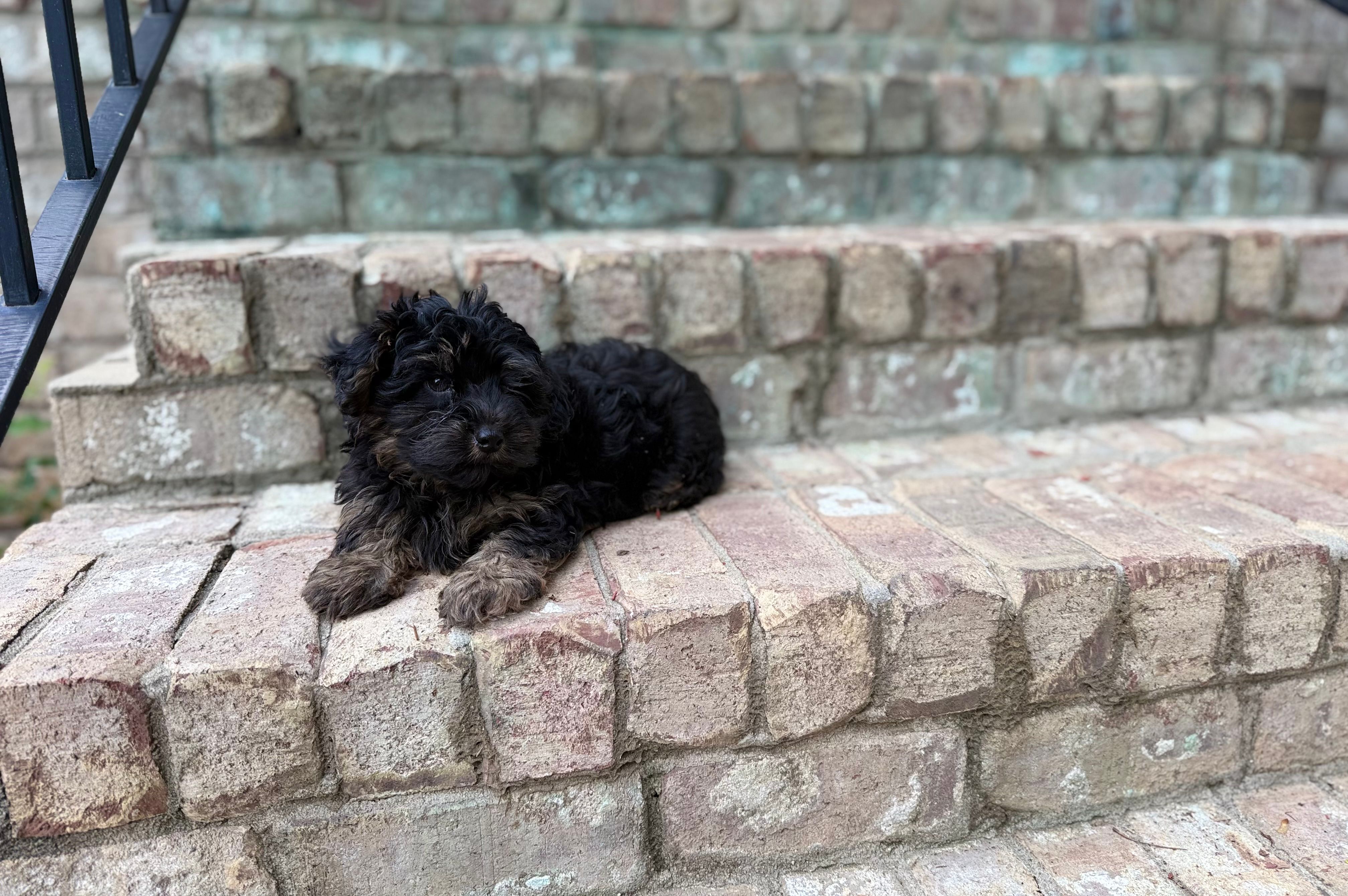 Fudge – Yorkipoo puppy for sale in Greensboro, NC