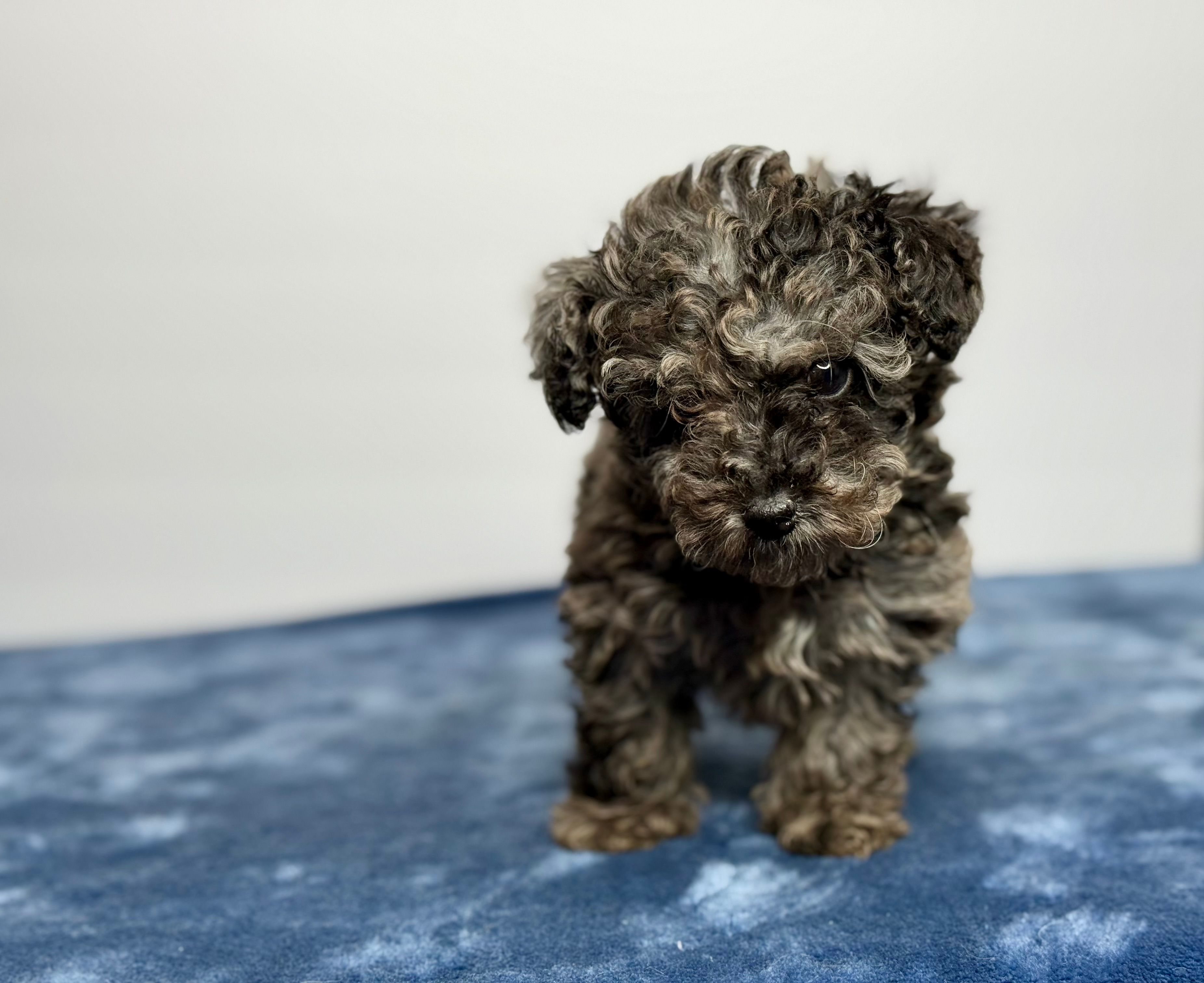 Mochi – Poodle - Toy  puppy for sale in Greensboro, NC
