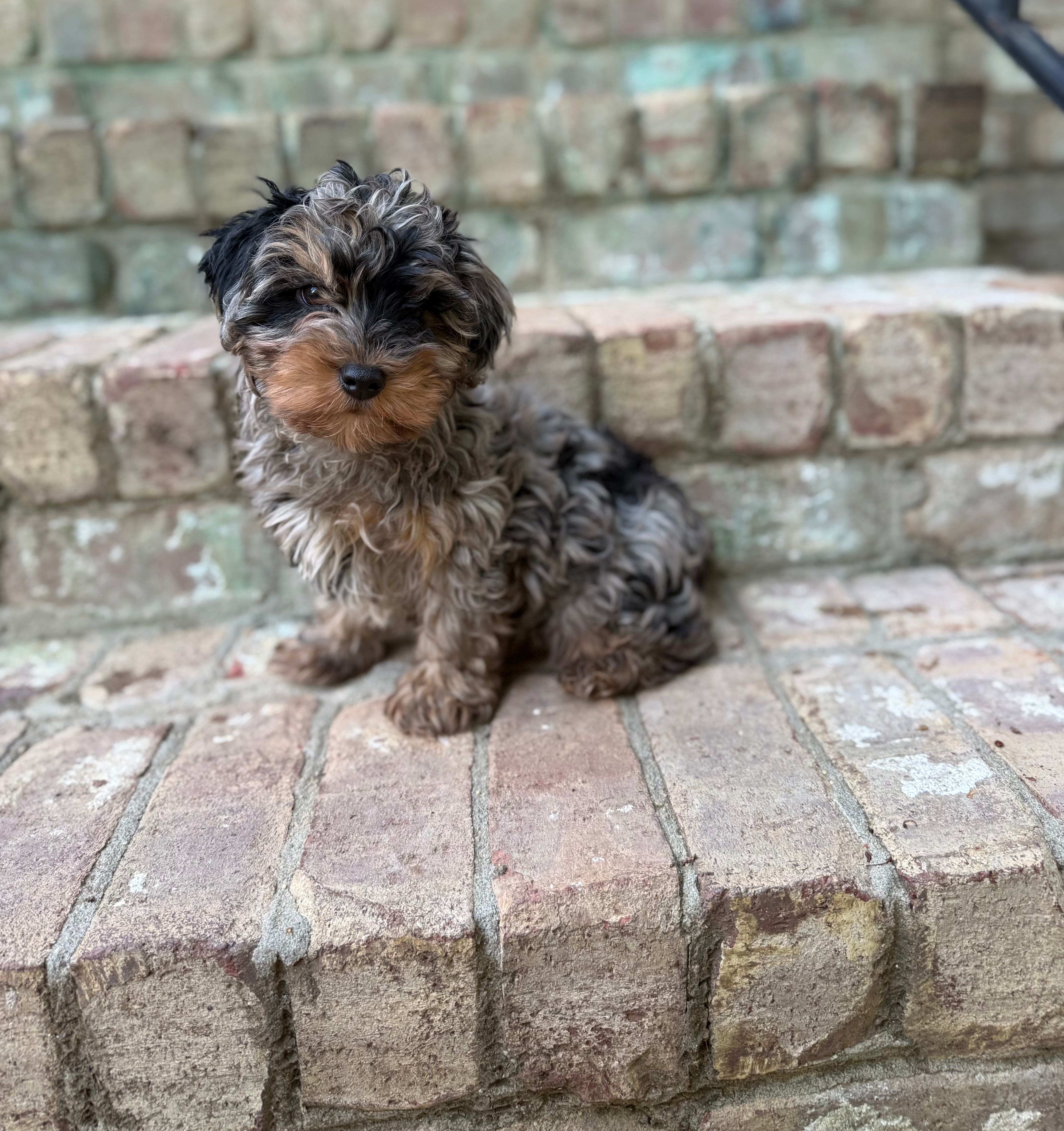 Brownie – Yorkipoo puppy for sale in Greensboro, NC