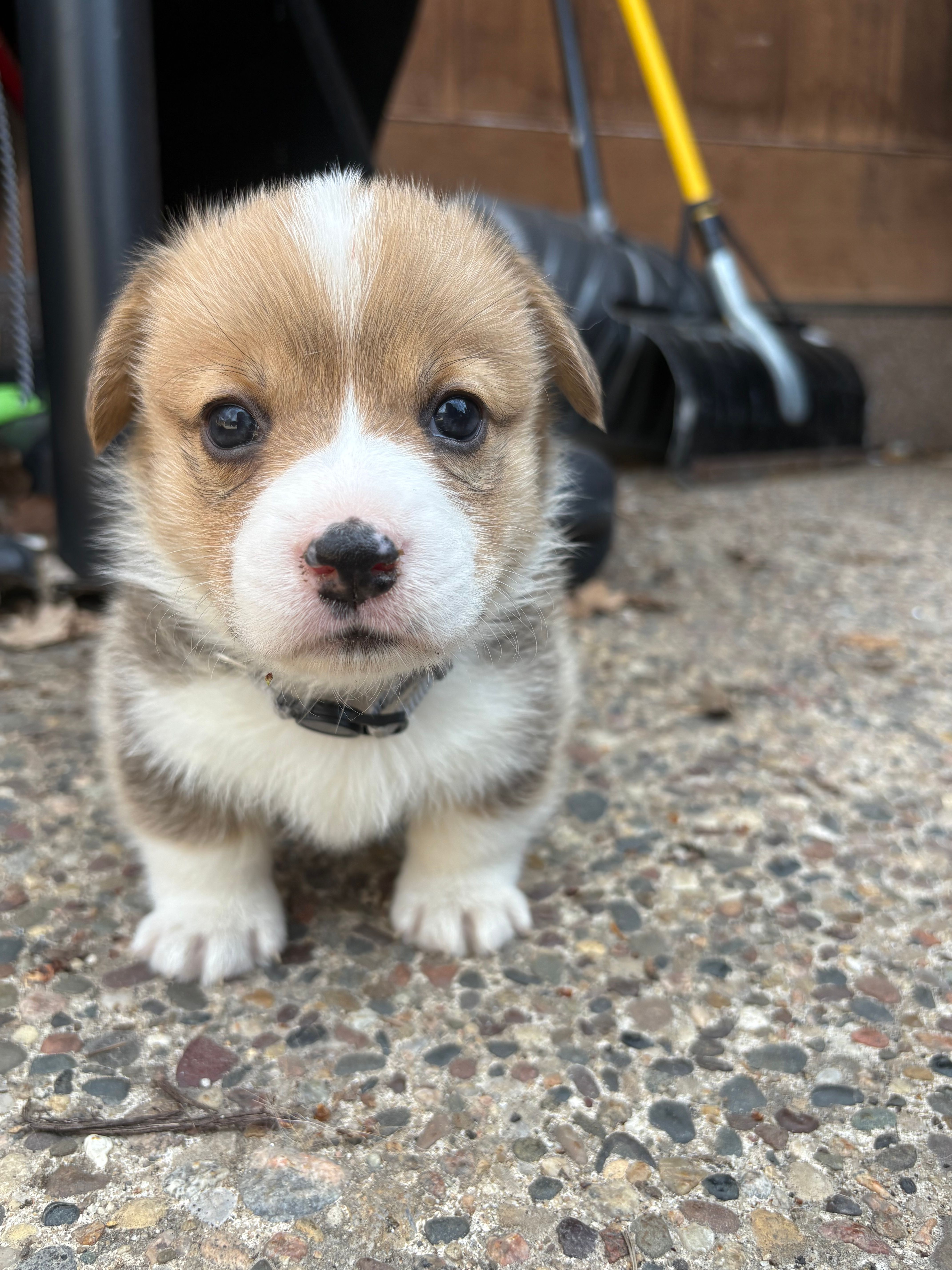 Bruno – Pembroke Welsh Corgi puppy for sale in Rochester, MN