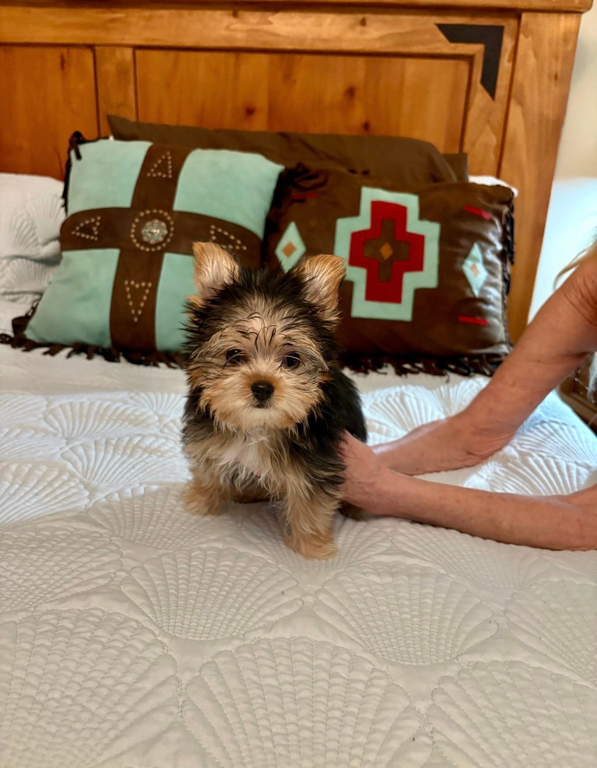 Tiny Teacup Kiwi – Yorkshire Terrier puppy for sale in Aransas Pass, TX