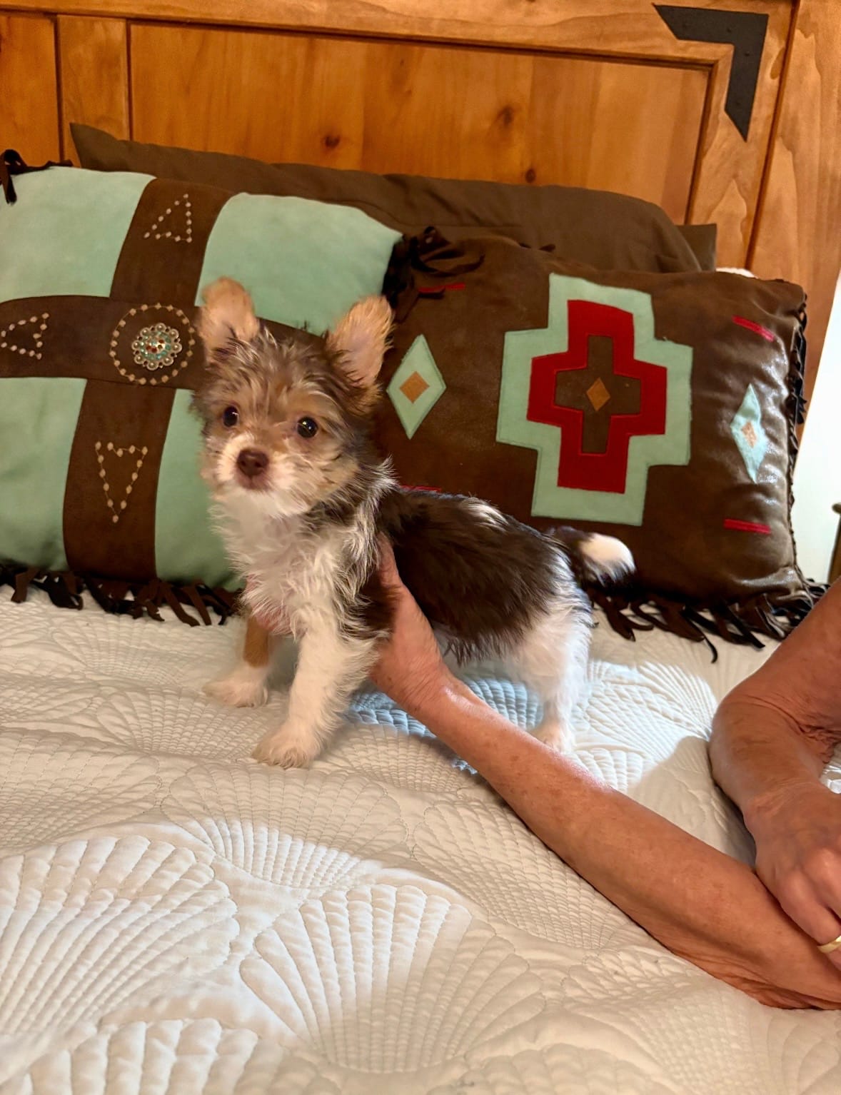RARE Chocolate Parti Java – Yorkshire Terrier puppy for sale in Aransas Pass, TX