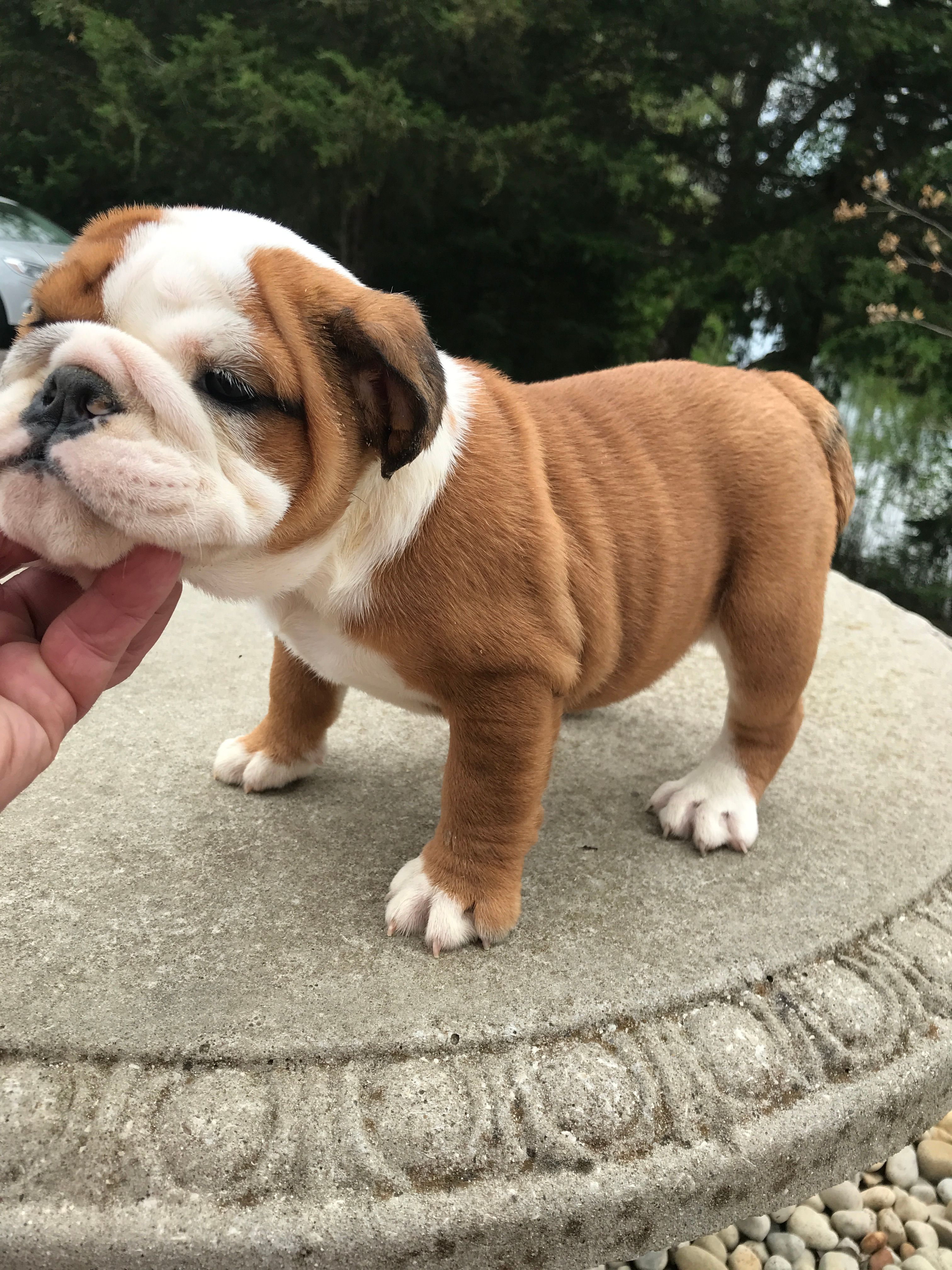 SSR/F3 – English Bulldog puppy for sale in Minooka, IL