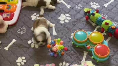 Bronsten The Brave!, a male Shih Tzu for sale in Teaberry, KY – 2 of 7