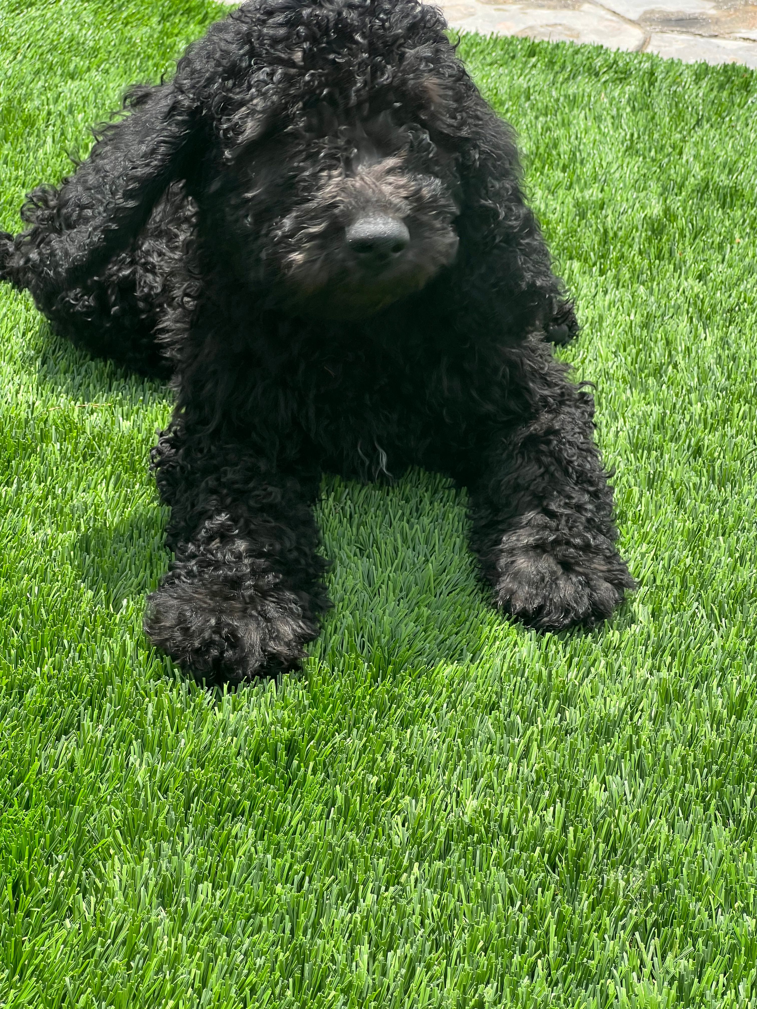 Genesis – Goldendoodle puppy for sale in Walnut Creek, CA