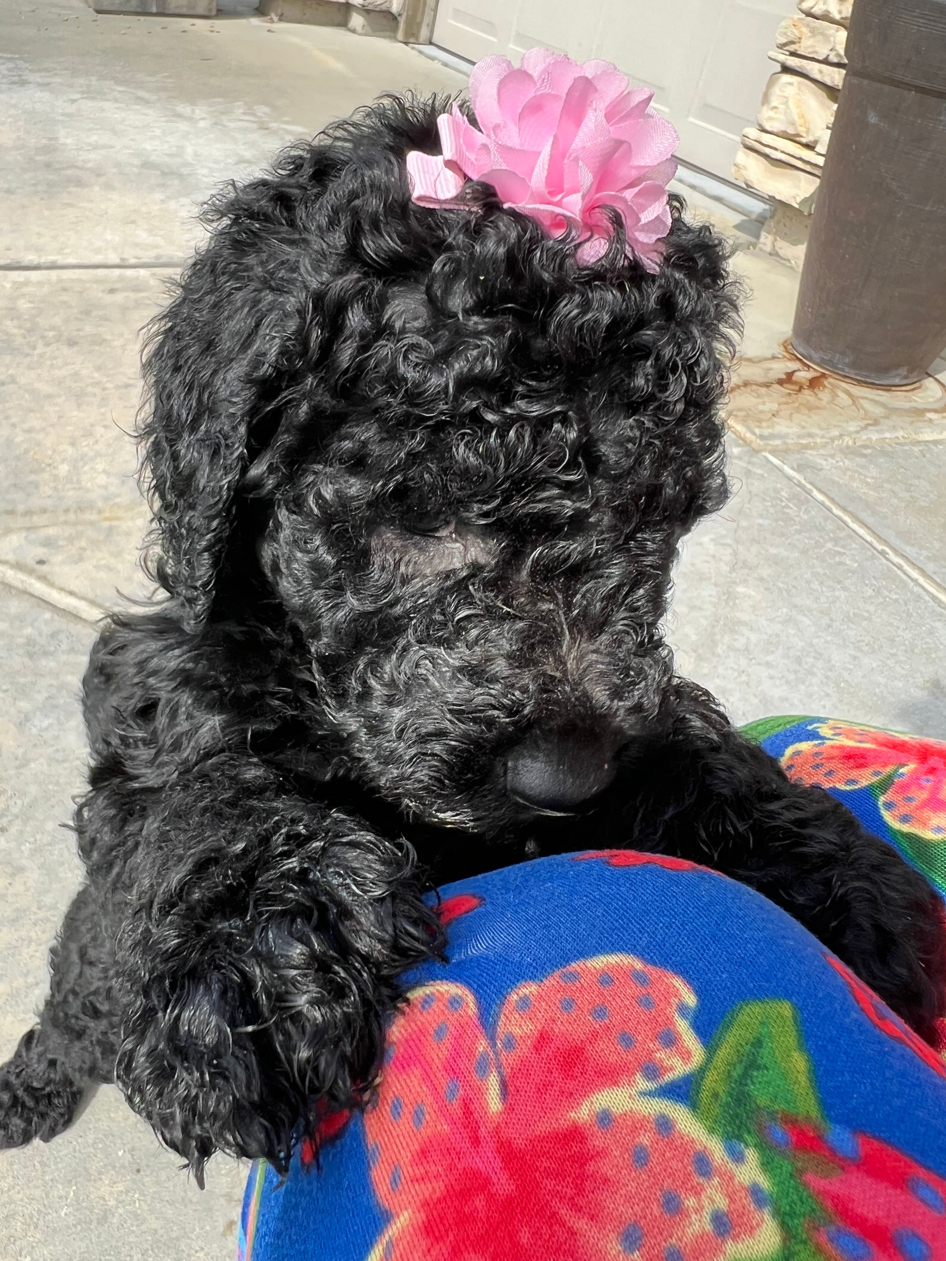 Tesla  – Goldendoodle puppy for sale in Dublin, CA
