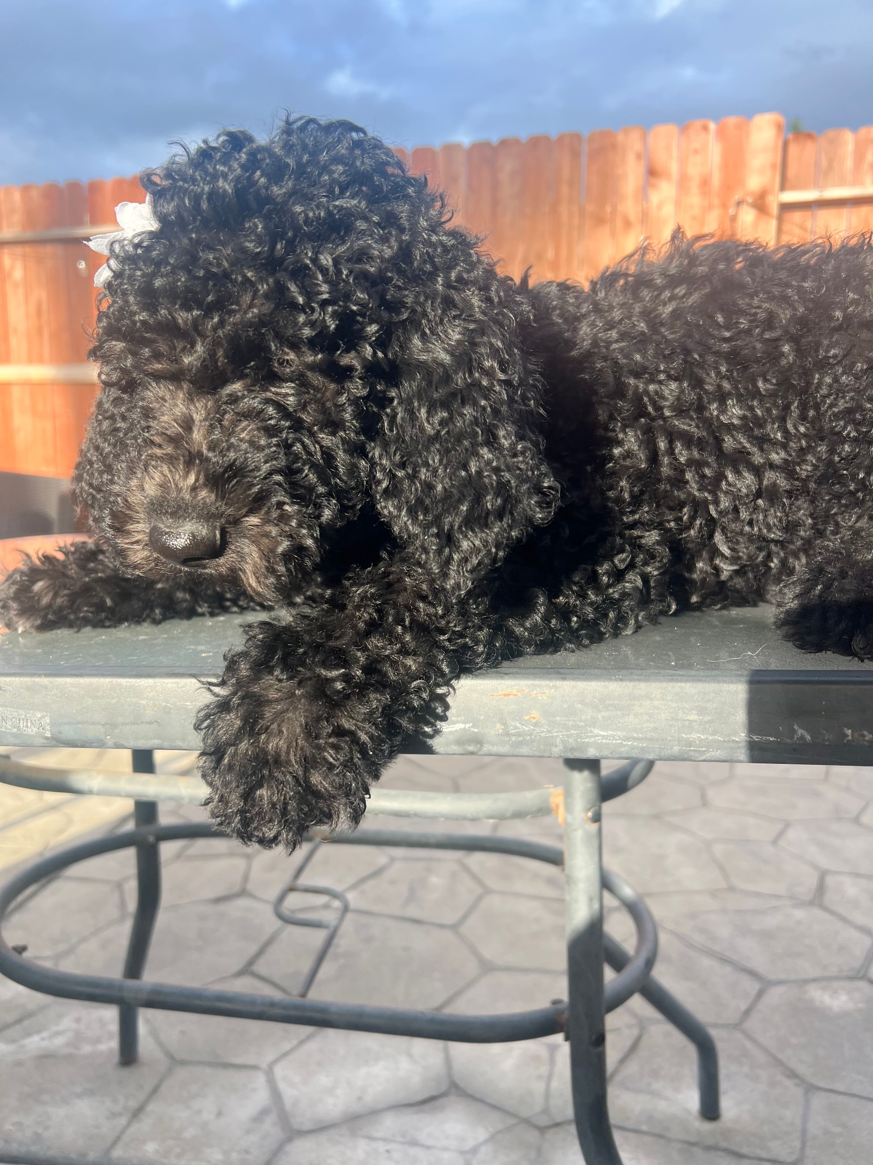 Genesis – Goldendoodle puppy for sale in Walnut Creek, CA