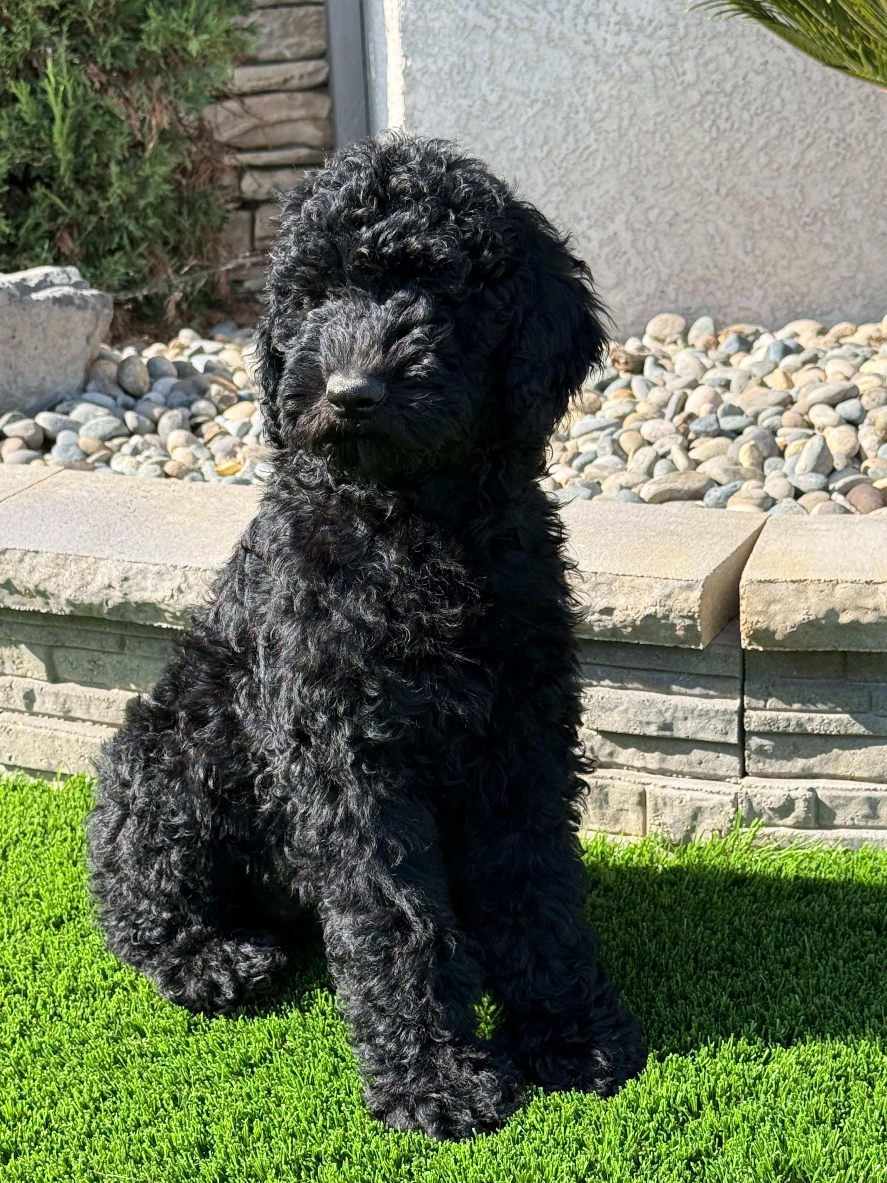 Genesis – Goldendoodle puppy for sale in Walnut Creek, CA