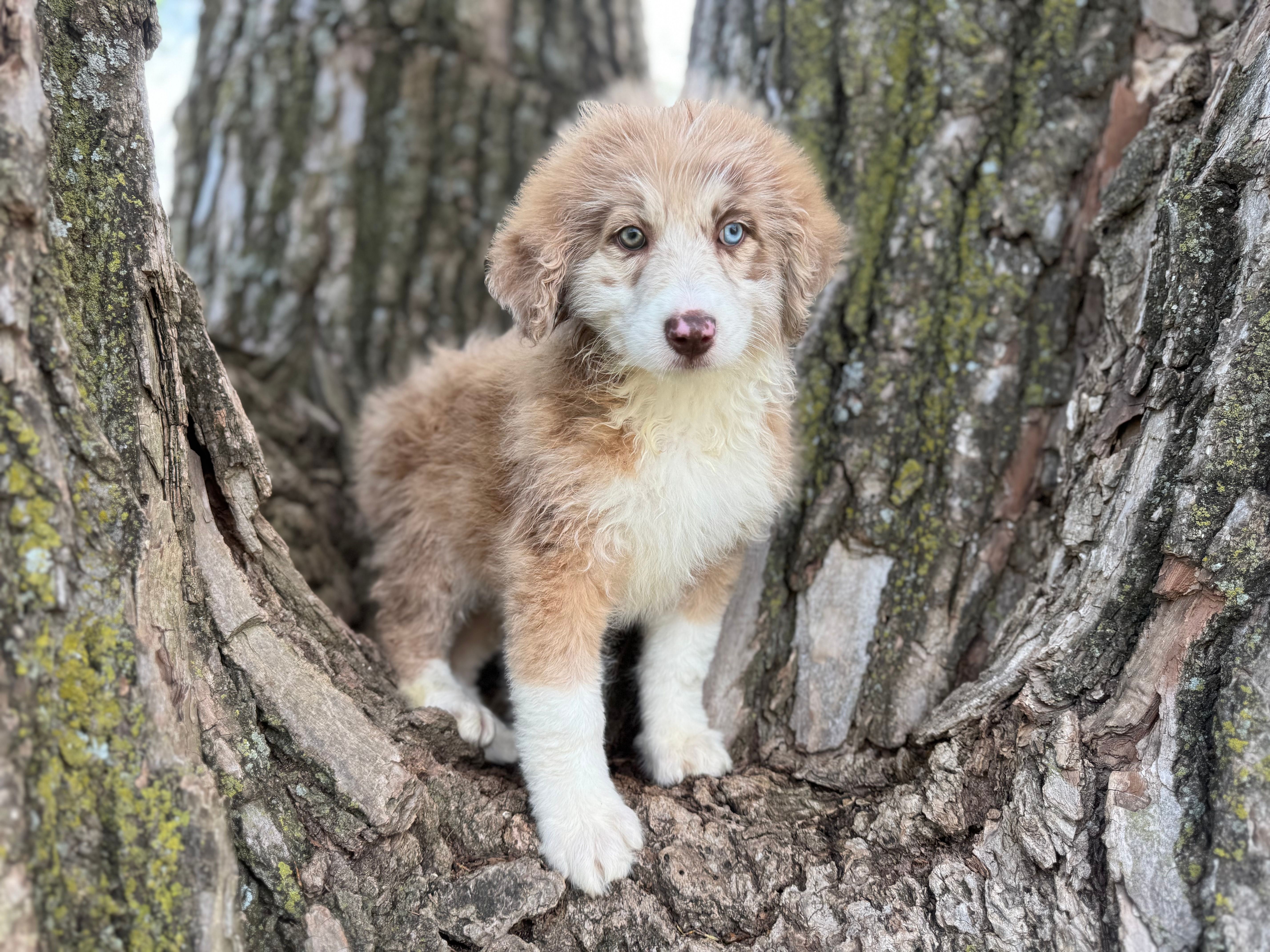 Daisy – Aussiedoodle puppy for sale in Lamar, MO