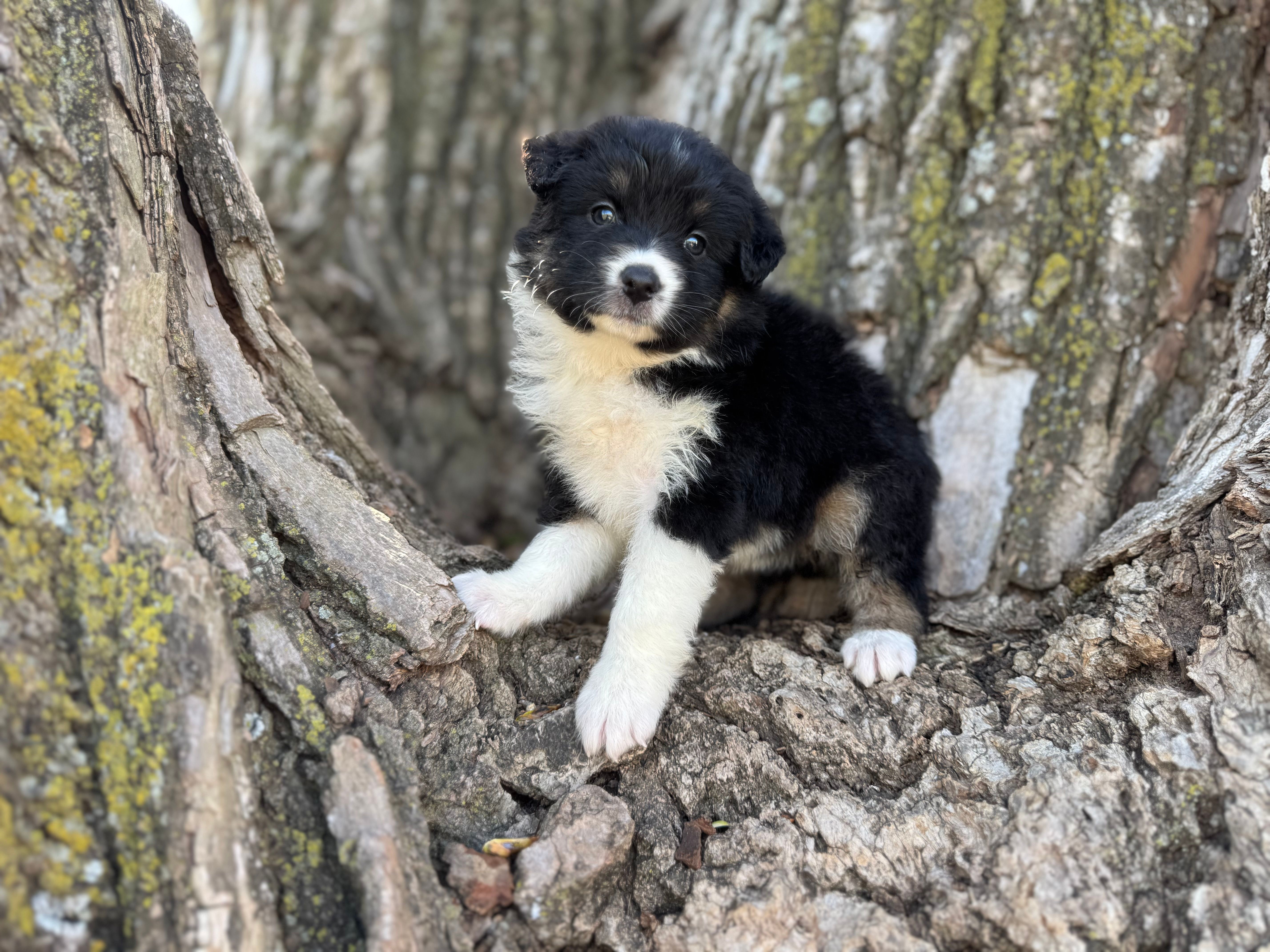 Dot – Australian Shepherd puppy for sale in Lamar, MO