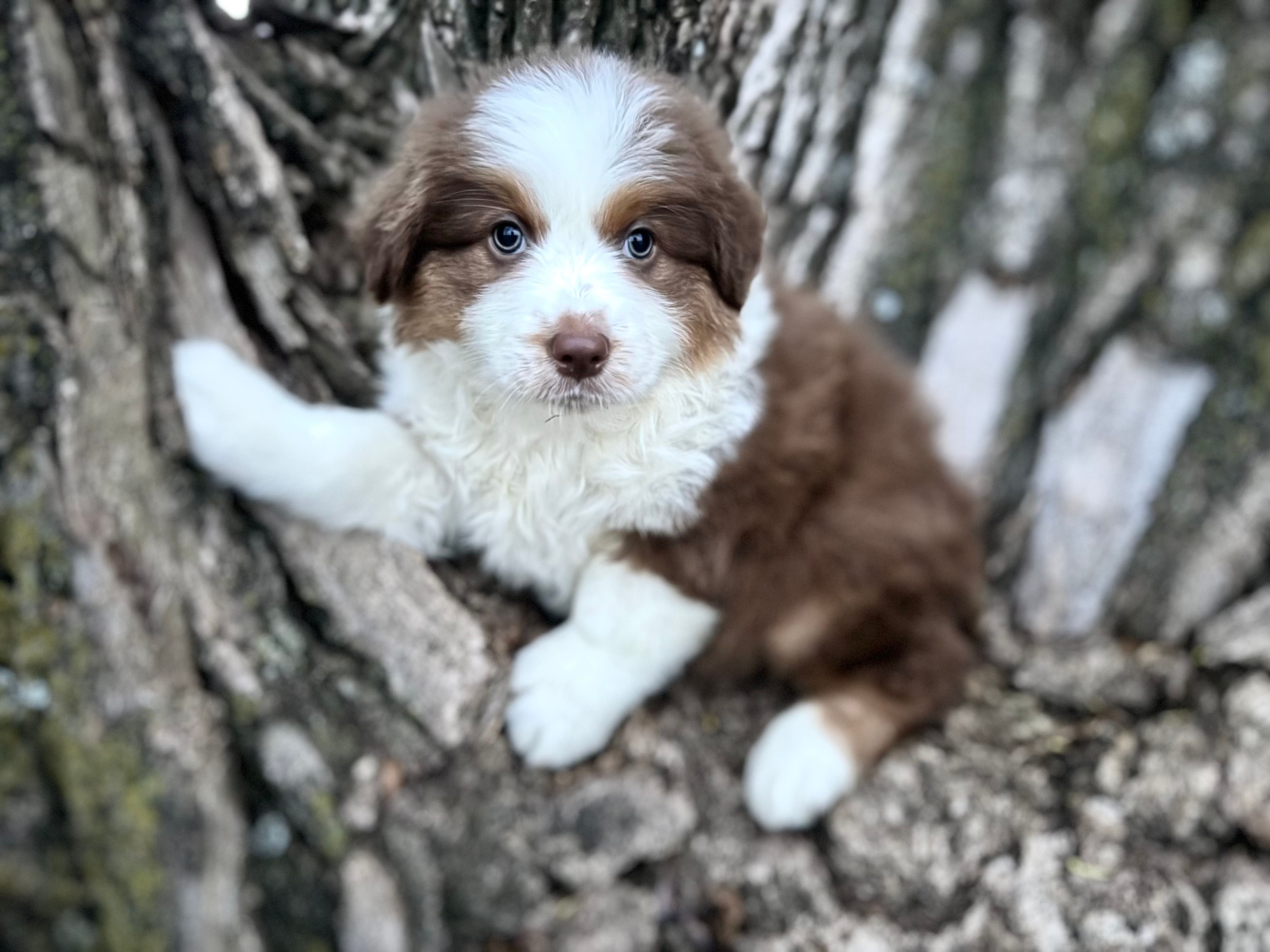 Winnie – Australian Shepherd puppy for sale in Lamar, MO