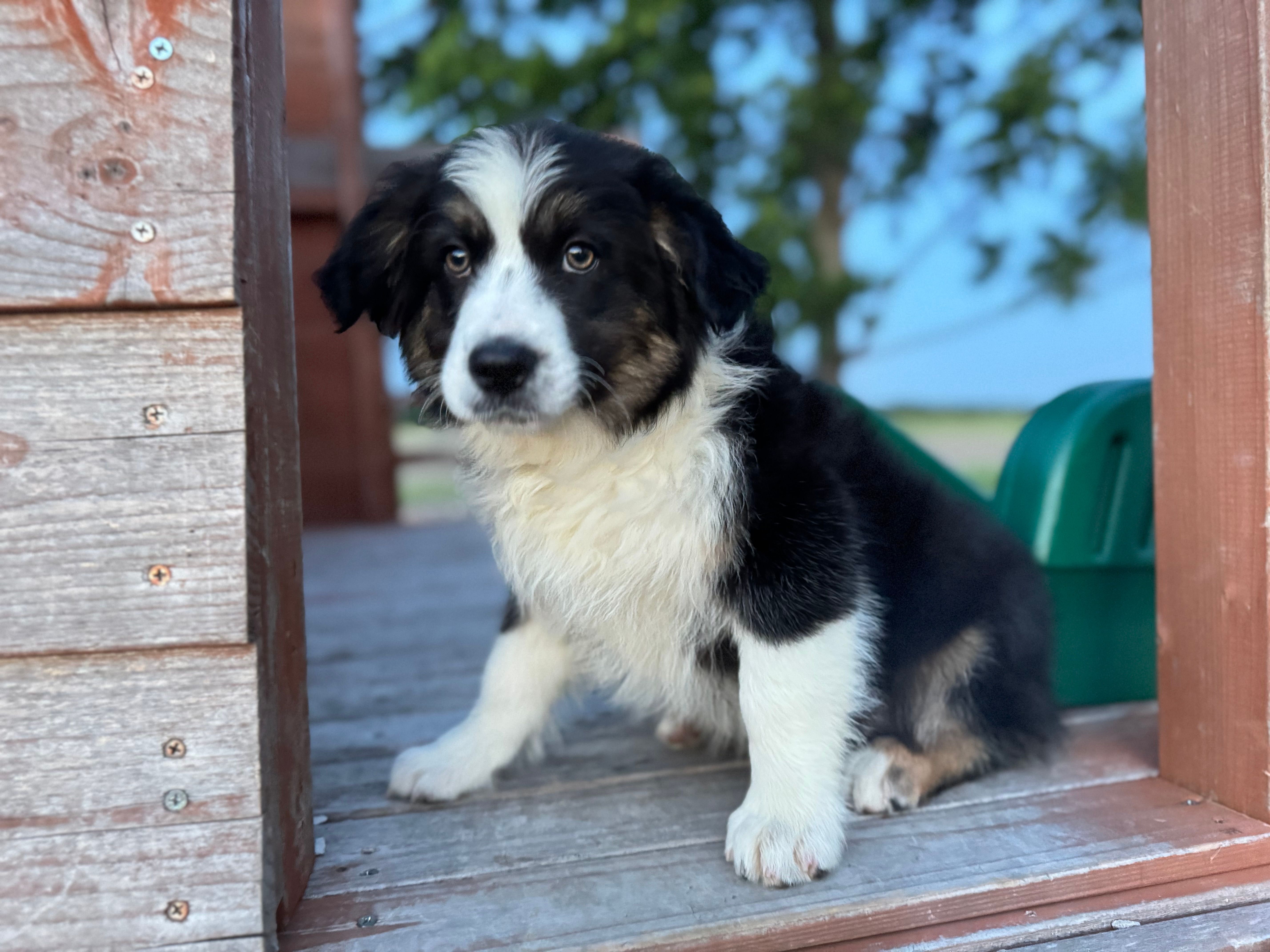 Nova – Australian Shepherd puppy for sale in Lamar, MO
