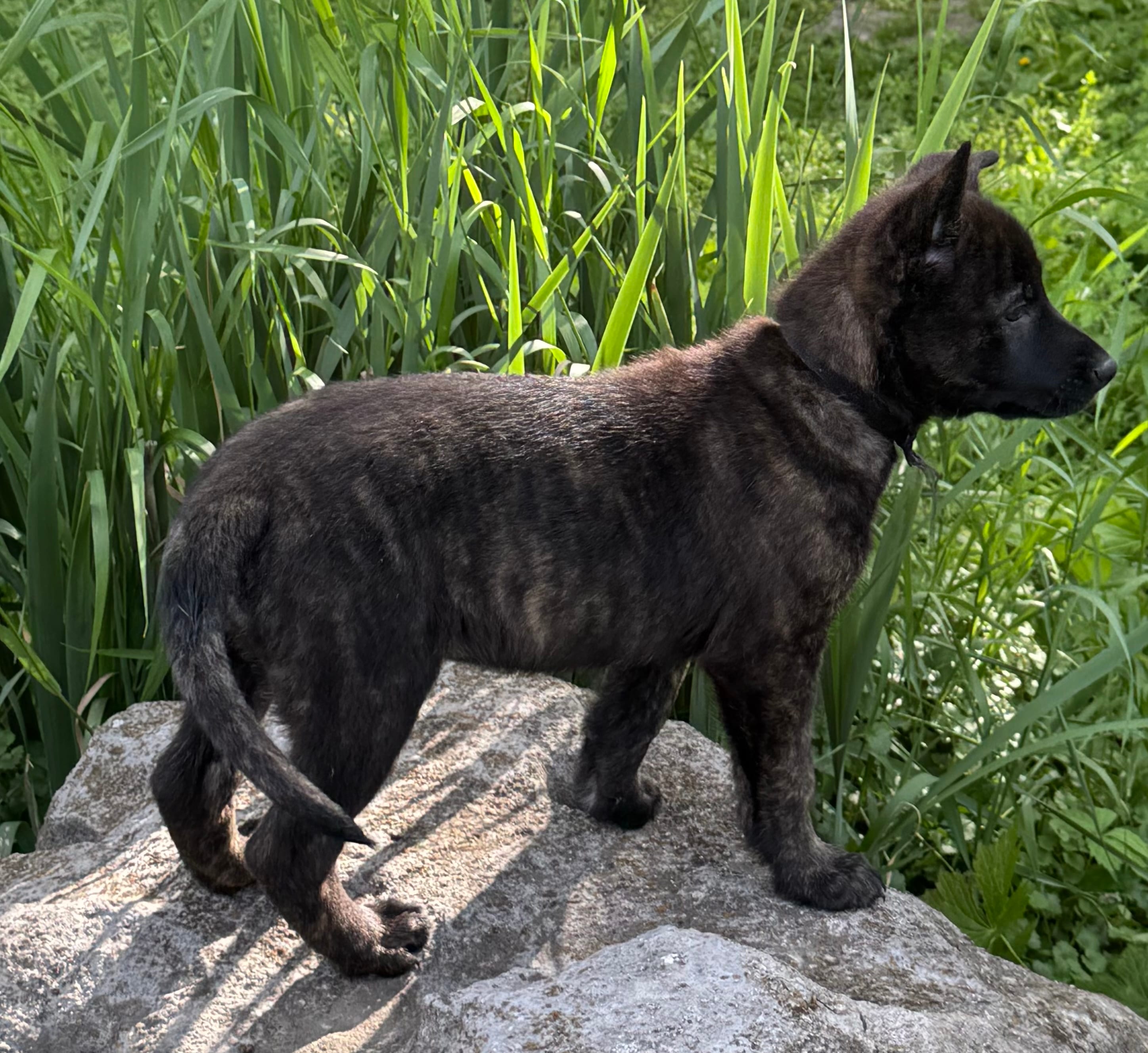 Brick X Kili female 4 – Belgian Malinois, Dutch Shepherd puppy for sale in Bloomington, IN