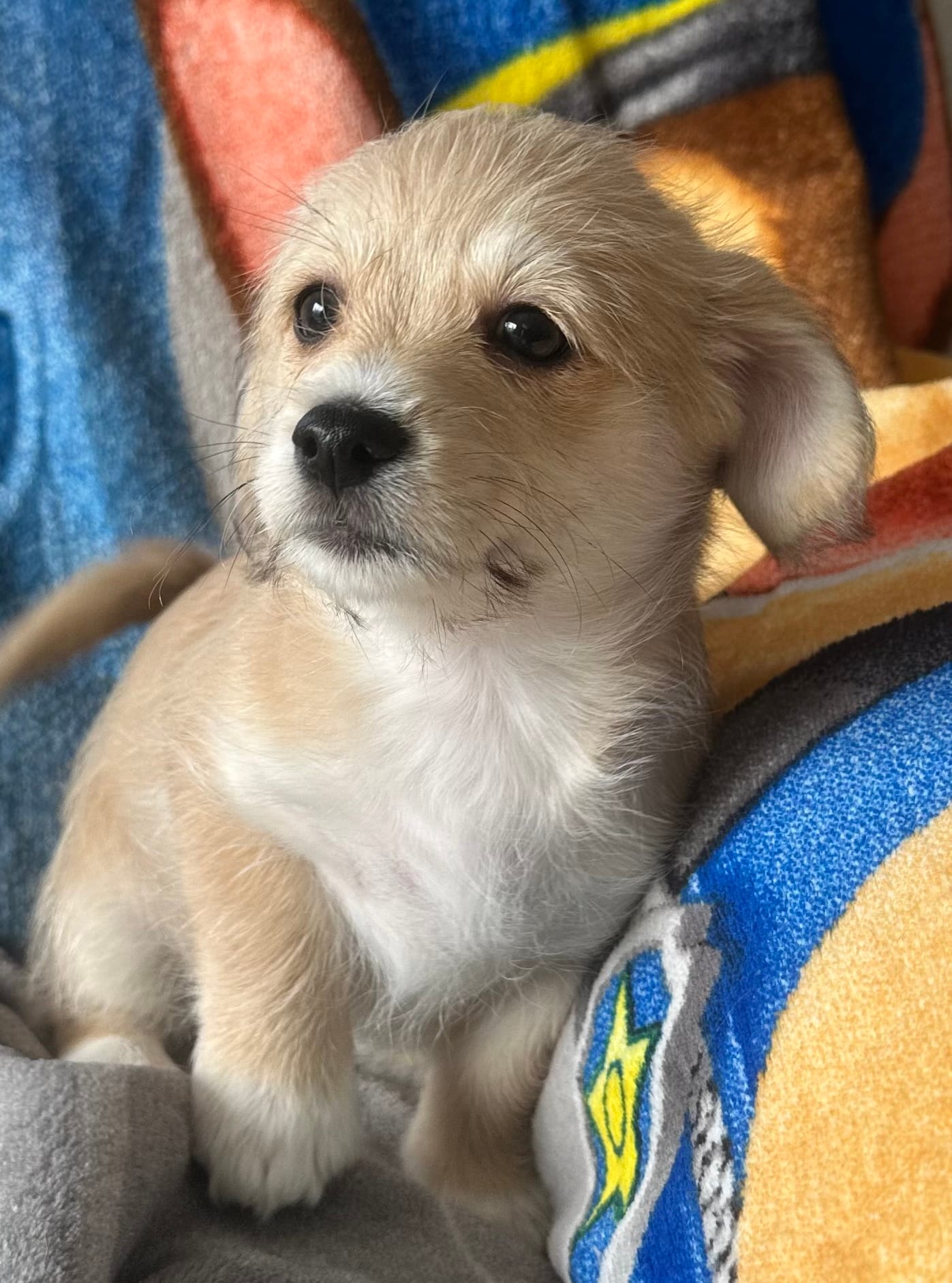 Coco – Pembroke Welsh Corgi, Shihpoo puppy for sale in New Buffalo, MI