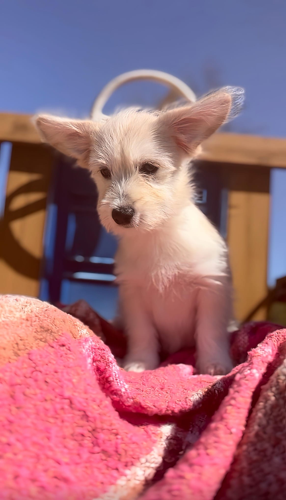 Stef – Pembroke Welsh Corgi, Shihpoo puppy for sale in New Buffalo, MI