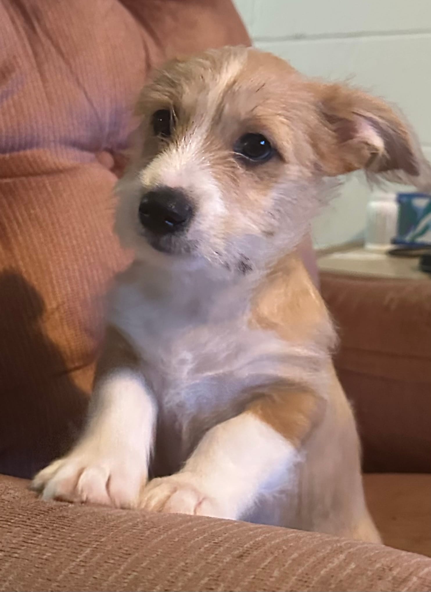 Brownie – Pembroke Welsh Corgi, Shihpoo puppy for sale in New Buffalo, MI