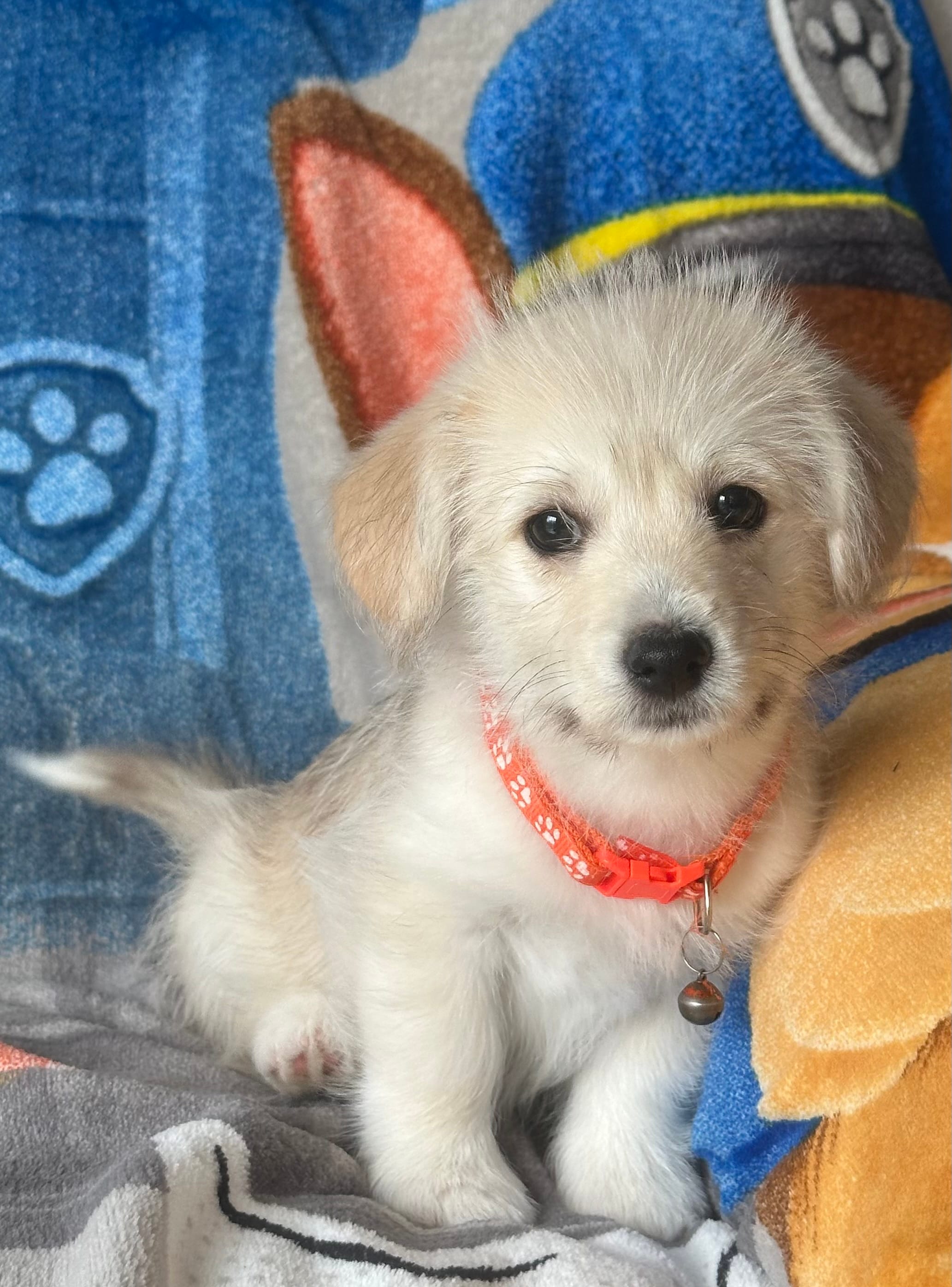 Stef – Pembroke Welsh Corgi, Shihpoo puppy for sale in New Buffalo, MI