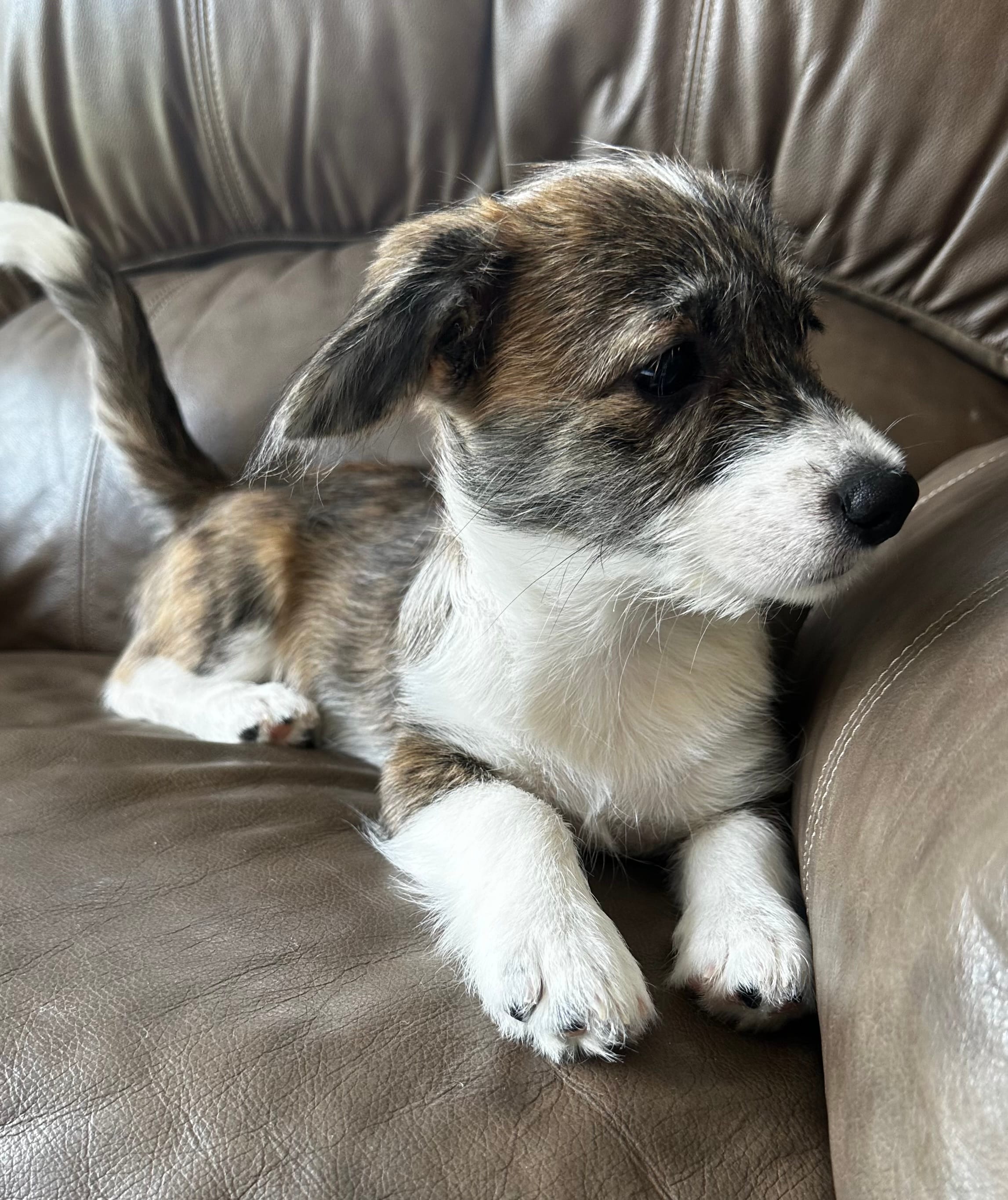 Cole – Pembroke Welsh Corgi, Shihpoo puppy for sale in New Buffalo, MI