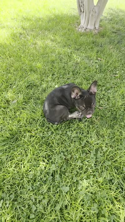 Rocket, a male French Bulldog for sale in Bakersfield, CA – 2 of 9