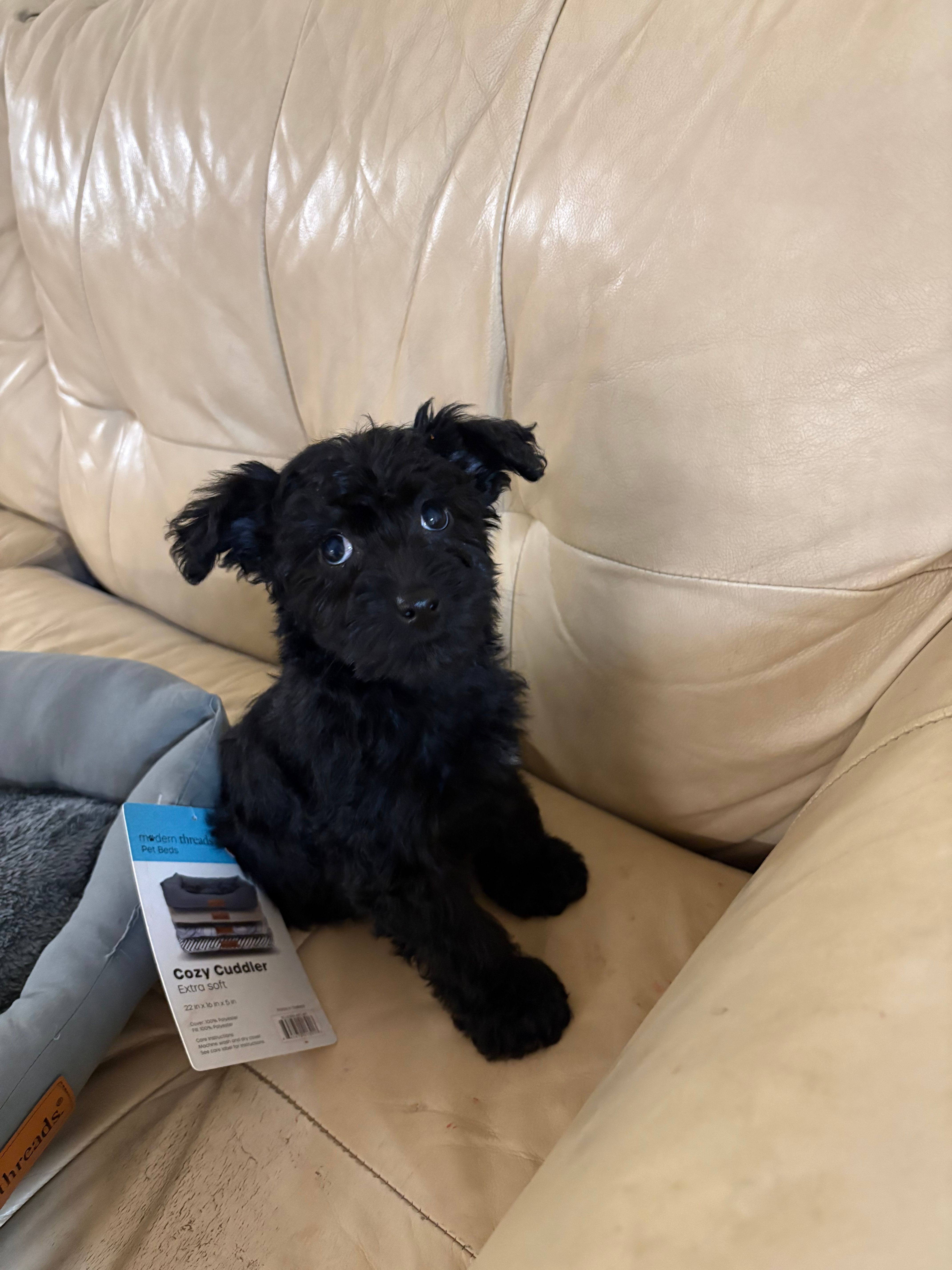 Joey – Yorkipoo puppy for sale in Mascoutah, IL