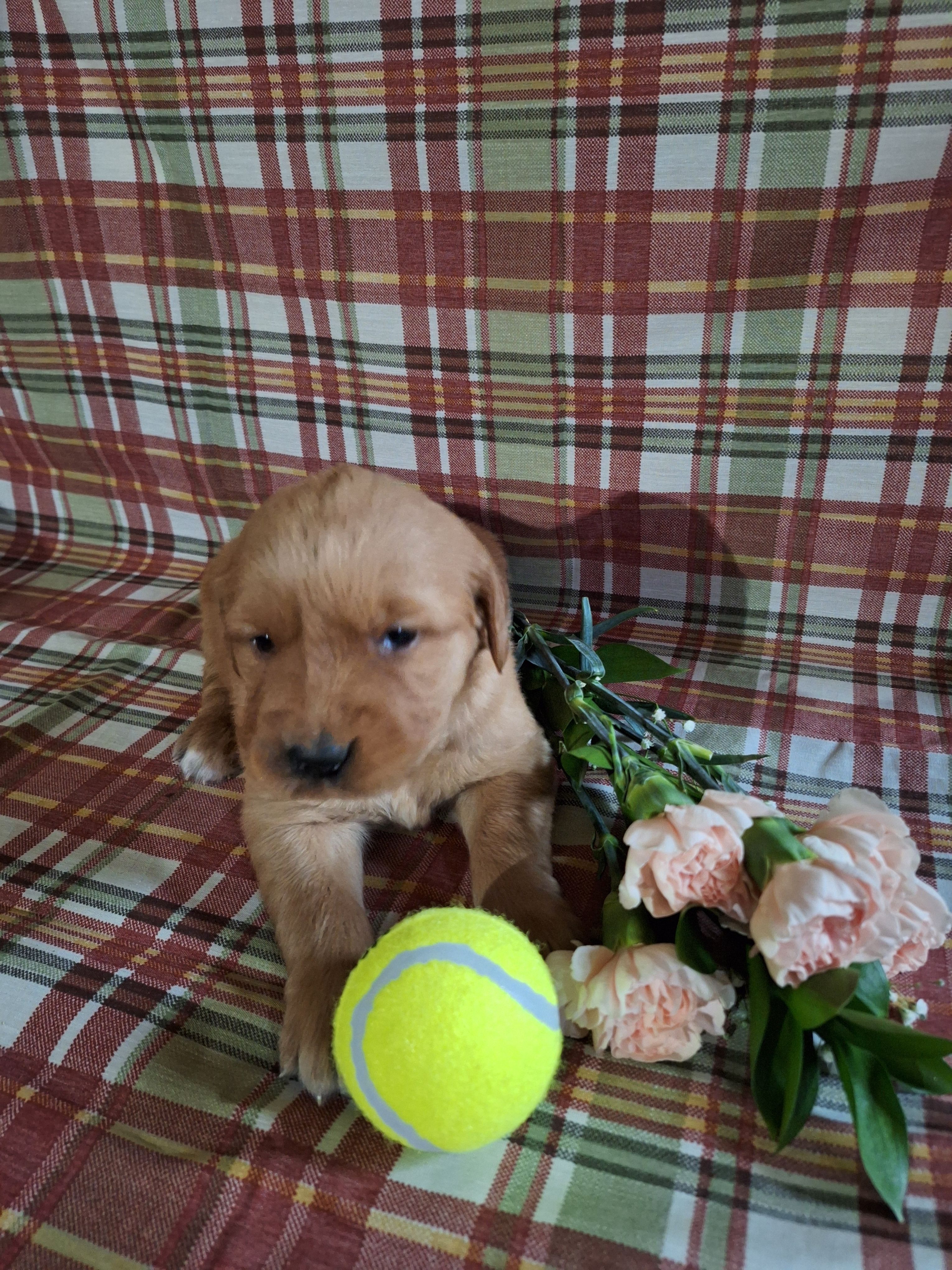 Bri – Golden Retriever puppy for sale in Bremen, IN