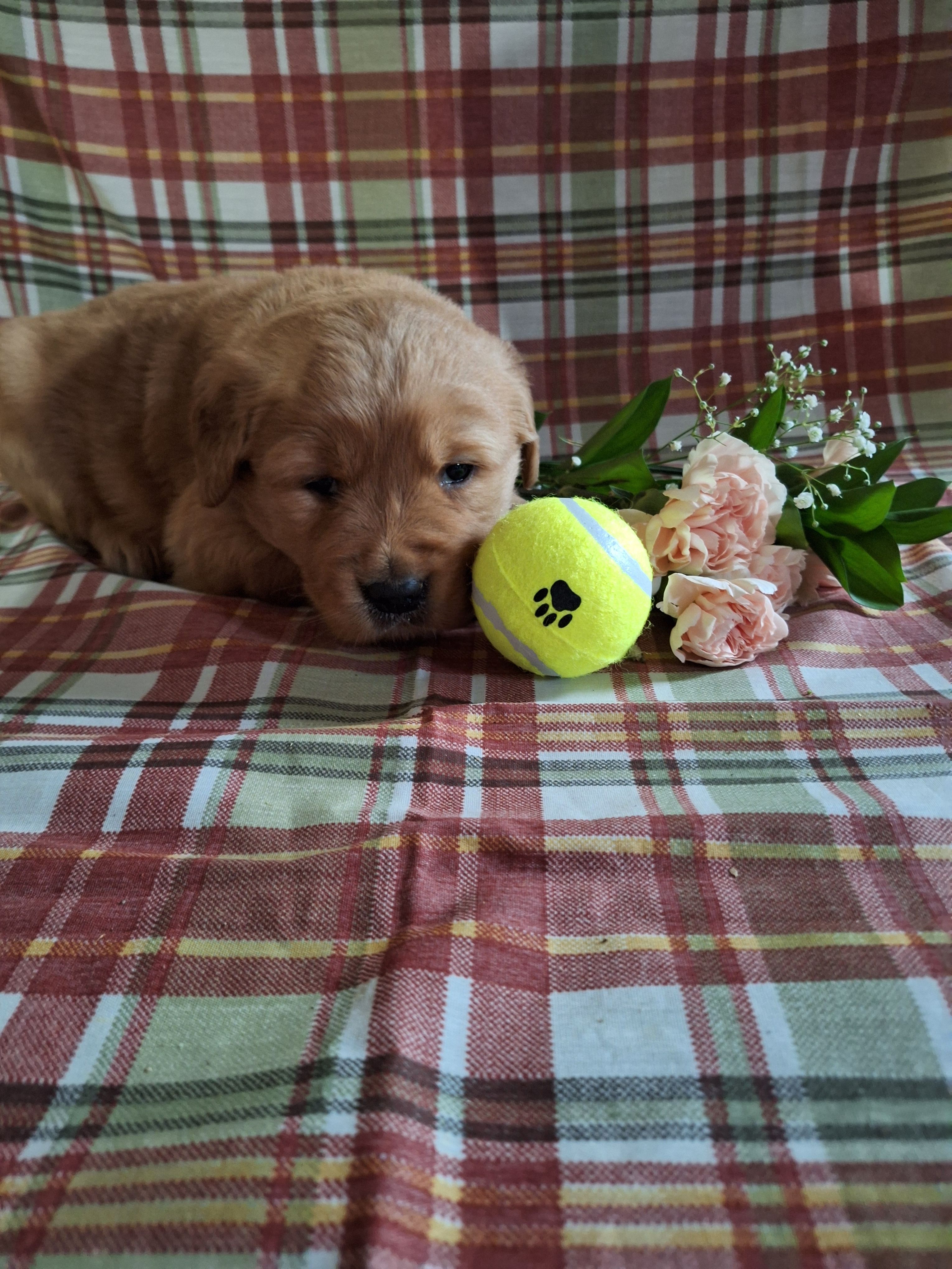 Beu, a male Golden Retriever for sale in Bremen, IN – Photo 3 of 3