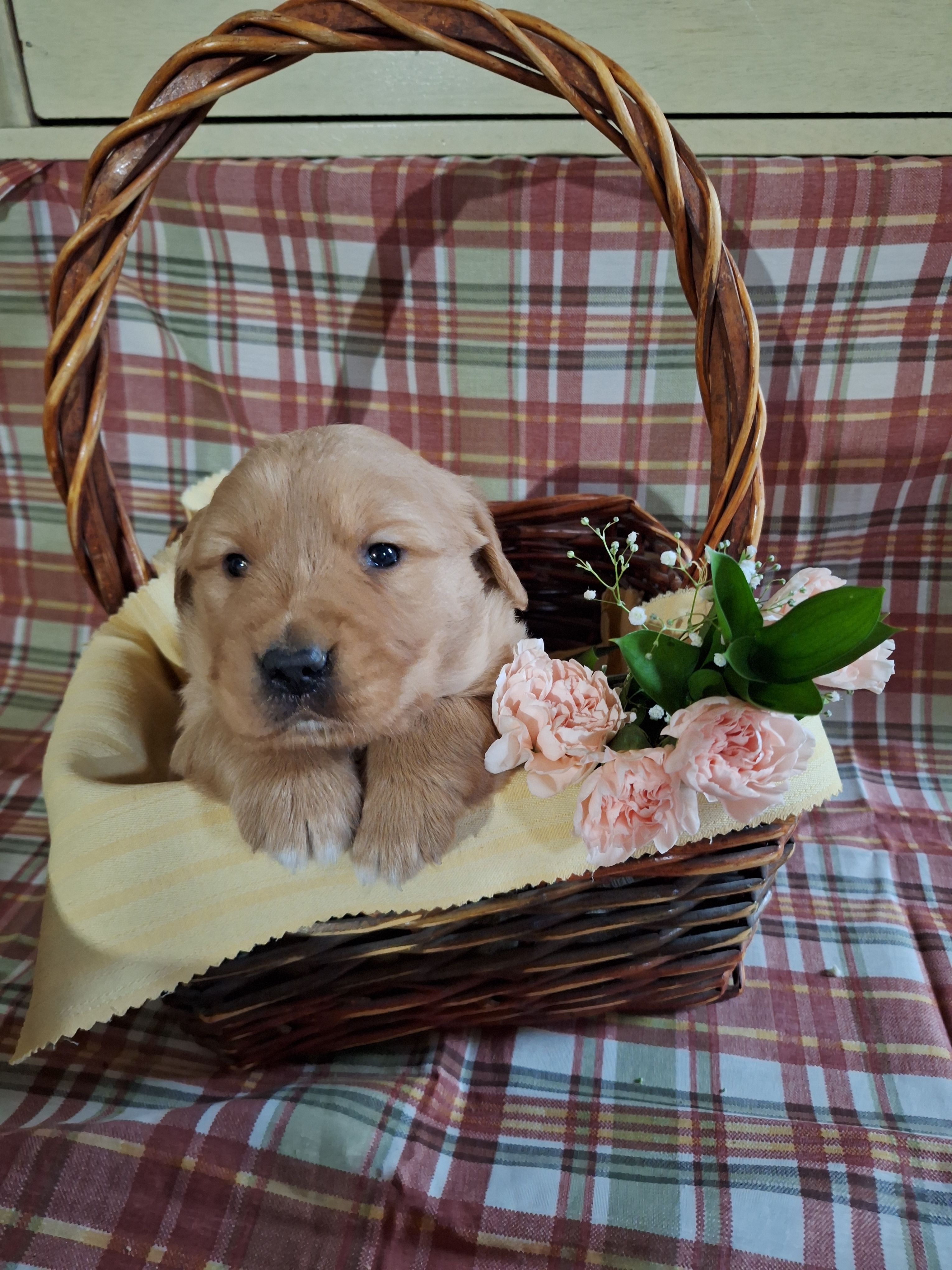 Beu – Golden Retriever puppy for sale in Bremen, IN